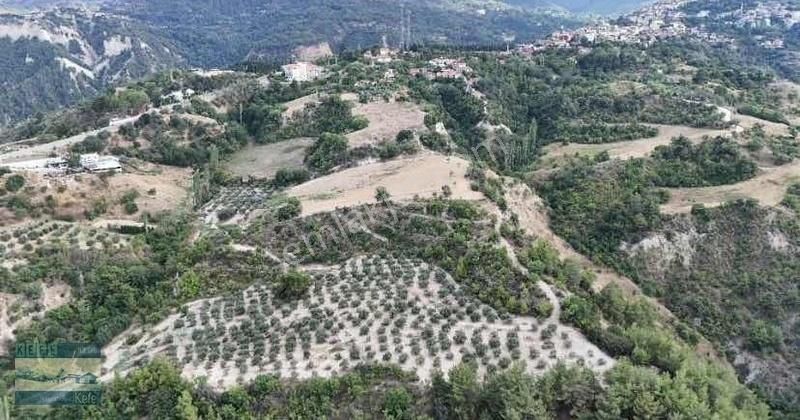 Babadağ Da 24.546 M2 Zeytinlik