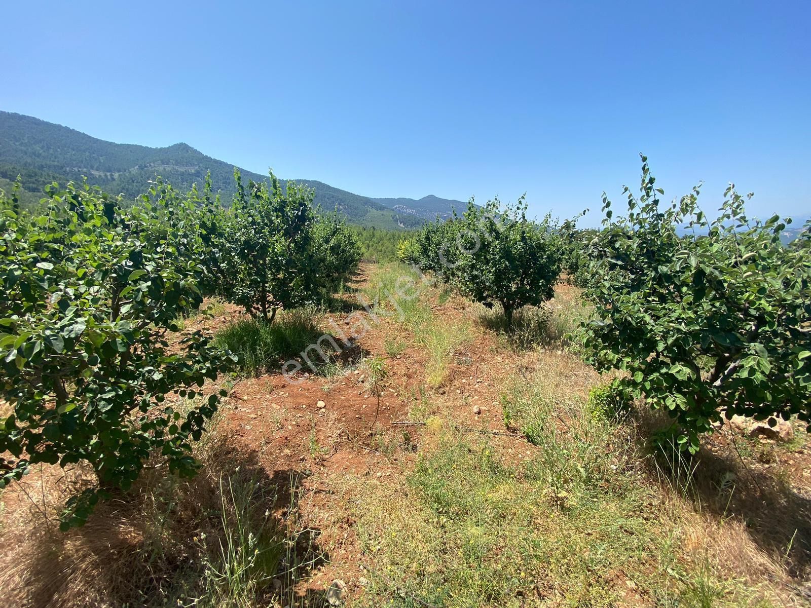 Acıpayam Gölcük De 11631 M2 De Satılık Ayva Bahçesi - Görsel 10