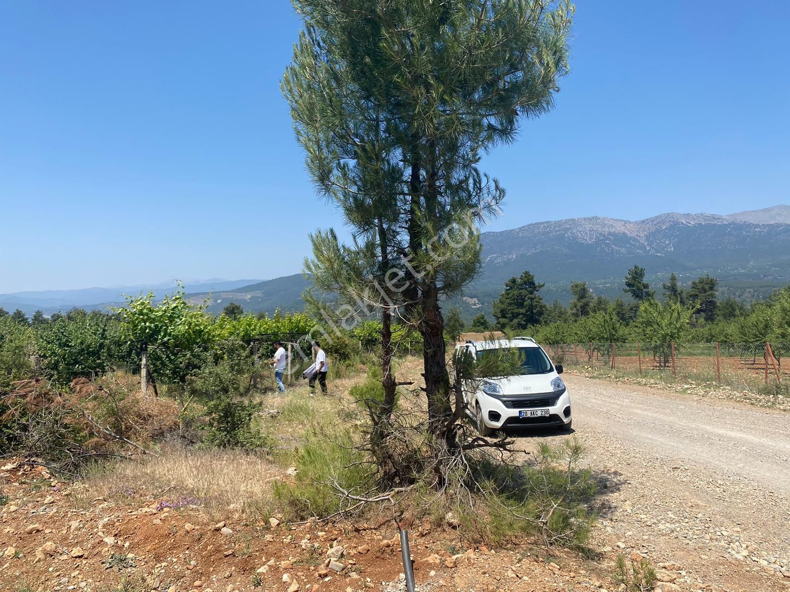 Acıpayam Gölcük De 11631 M2 De Satılık Ayva Bahçesi - Görsel 12