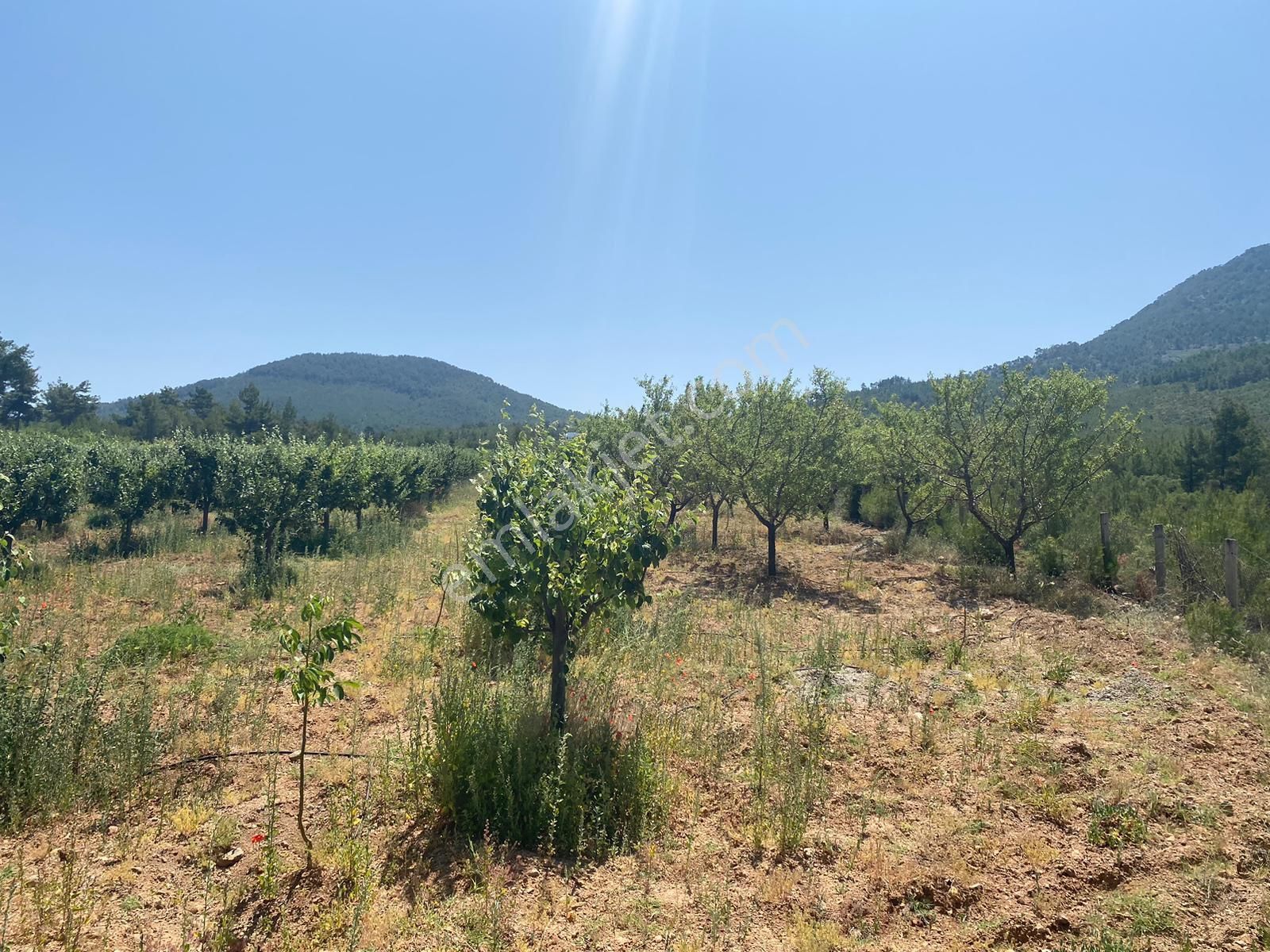 Acıpayam Gölcük De 11631 M2 De Satılık Ayva Bahçesi - Görsel 7