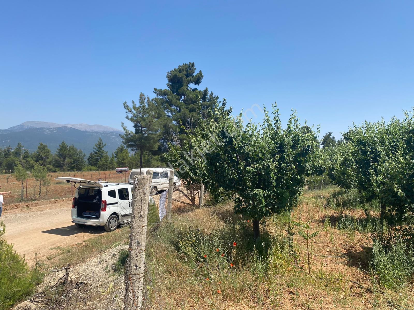 Acıpayam Gölcük De 11631 M2 De Satılık Ayva Bahçesi - Görsel 4