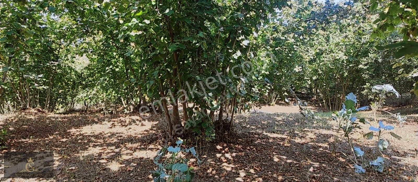Erenler Yazılı Mah 8200m² Fındık Bahçesi - Görsel 5