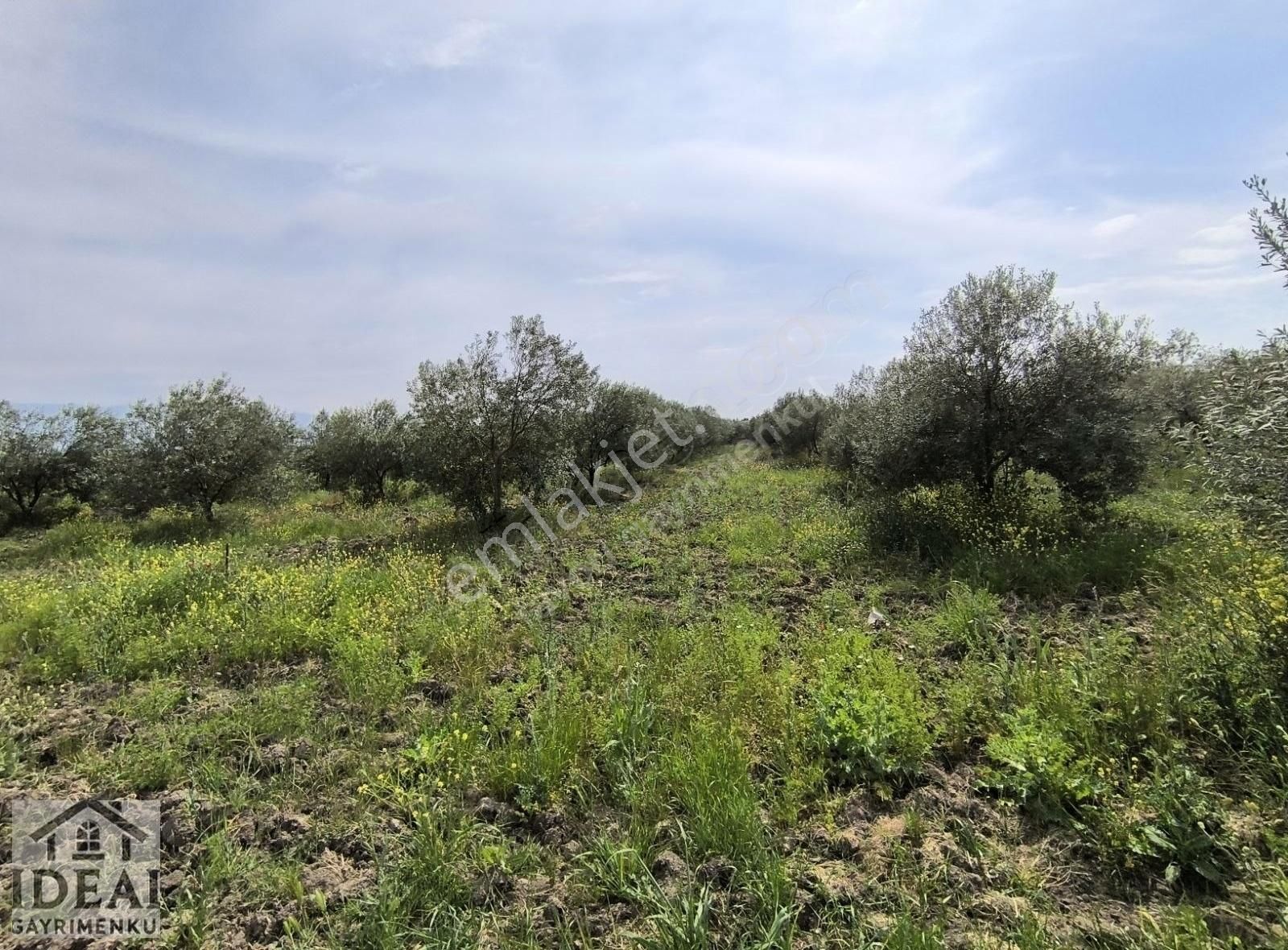 Manisa Tekeliler Koye 2 Km 2.650 M2 Zeytinlik 2.100.000tl