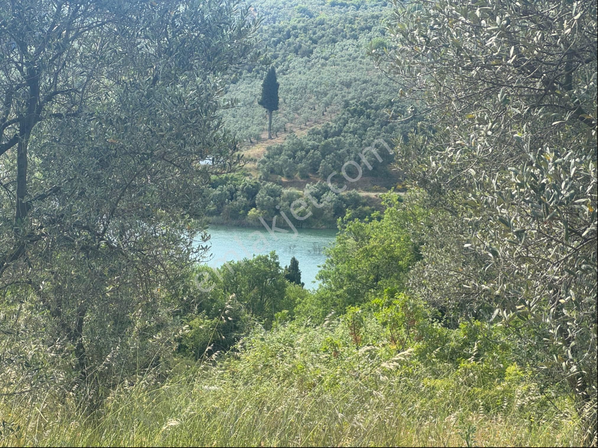 Kumla Konak Emlak”tan Deniz Görür Zeytinlik - Görsel 2
