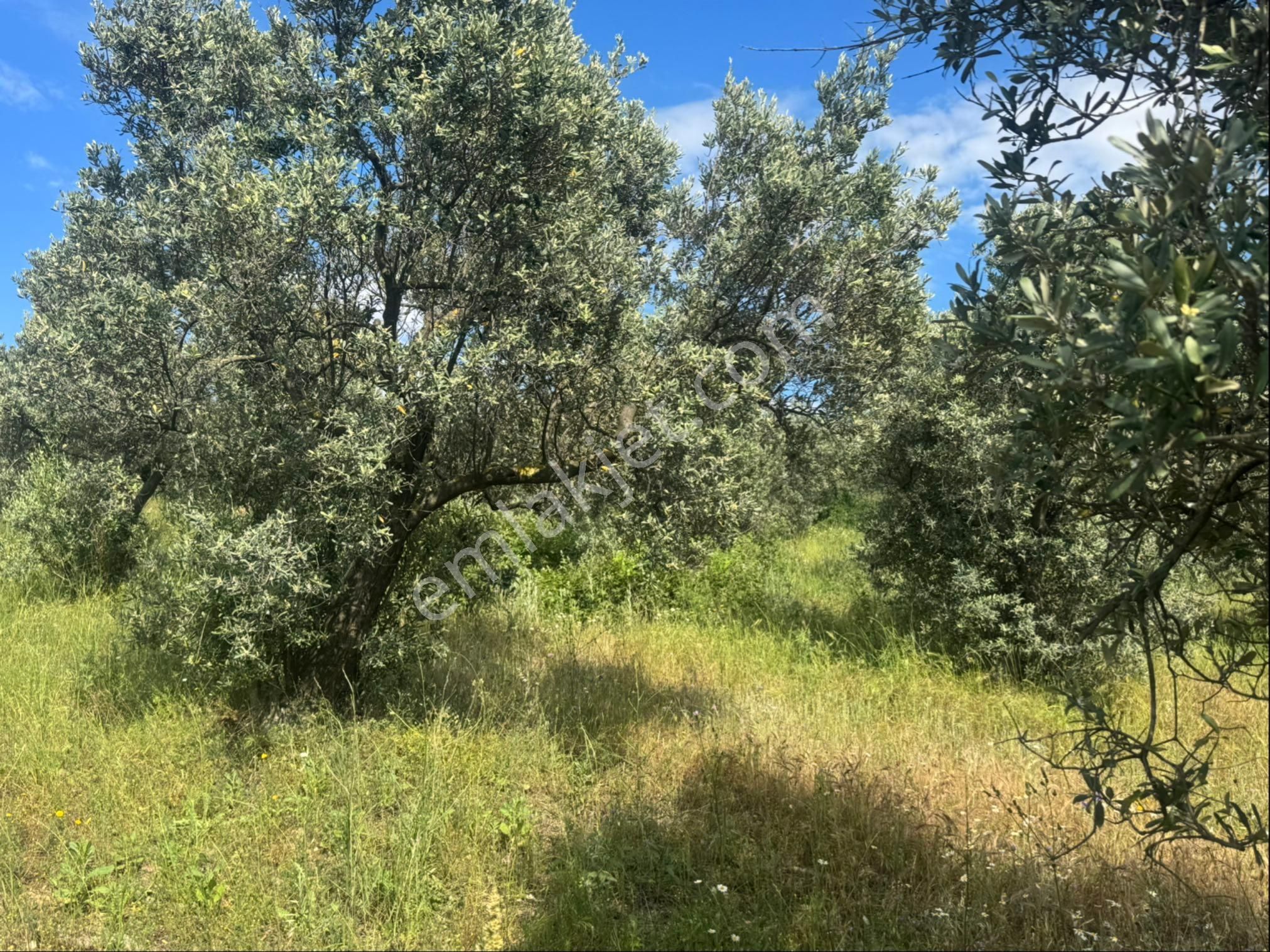 Kumla Konak Emlak”tan Deniz Görür Zeytinlik - Görsel 13