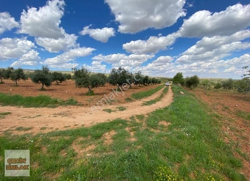 Çetin Emlak'tan Kürümde Yola Sıfır Satılık Zeytin Bahçesi - Görsel 5