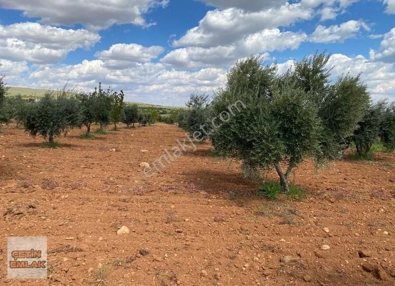 Çetin Emlak'tan Kürümde Yola Sıfır Satılık Zeytin Bahçesi - Görsel 2