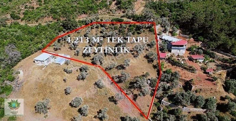Pasifikten Orhanlı Orta Mahallede 4.213 M² Tek Tapu Zeytinlik - Görsel 4