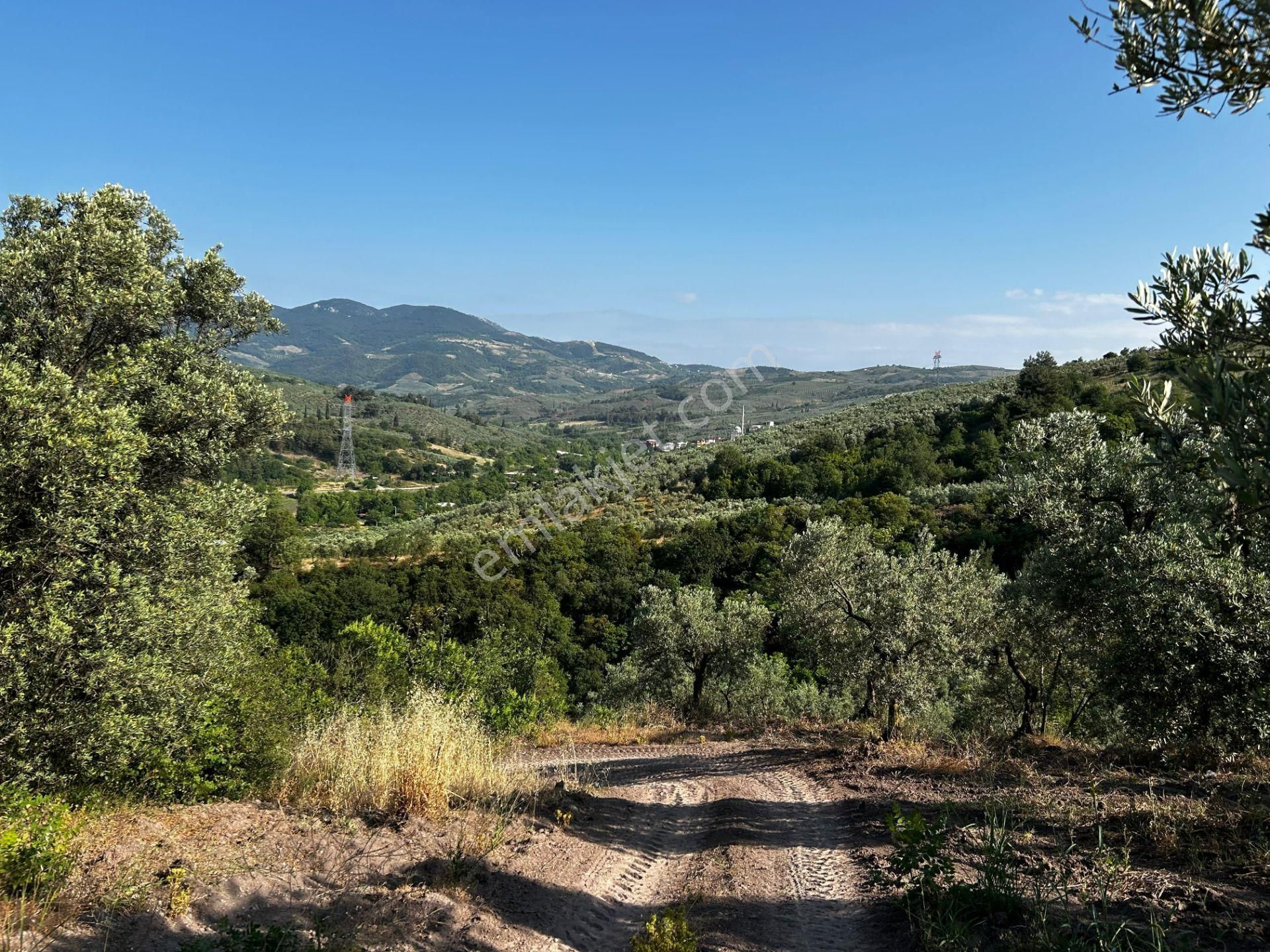 C21 Cius; Muratoba'da Kadastro Yola Cephe 983 M2 Zeytinlik - Görsel 13