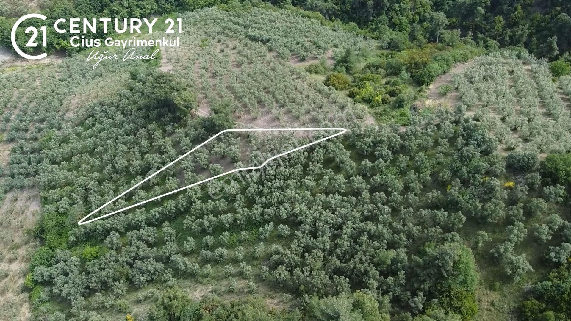 C21 Cius; Muratoba'da Kadastro Yola Cephe 983 M2 Zeytinlik - Görsel 2