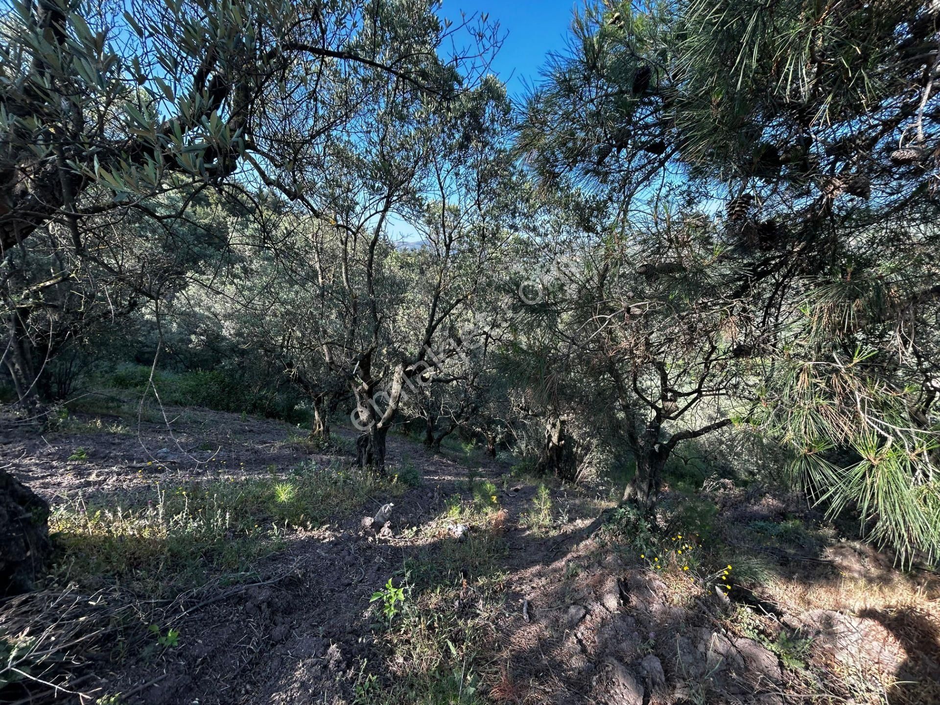 C21 Cius; Muratoba'da Kadastro Yola Cephe 983 M2 Zeytinlik - Görsel 7