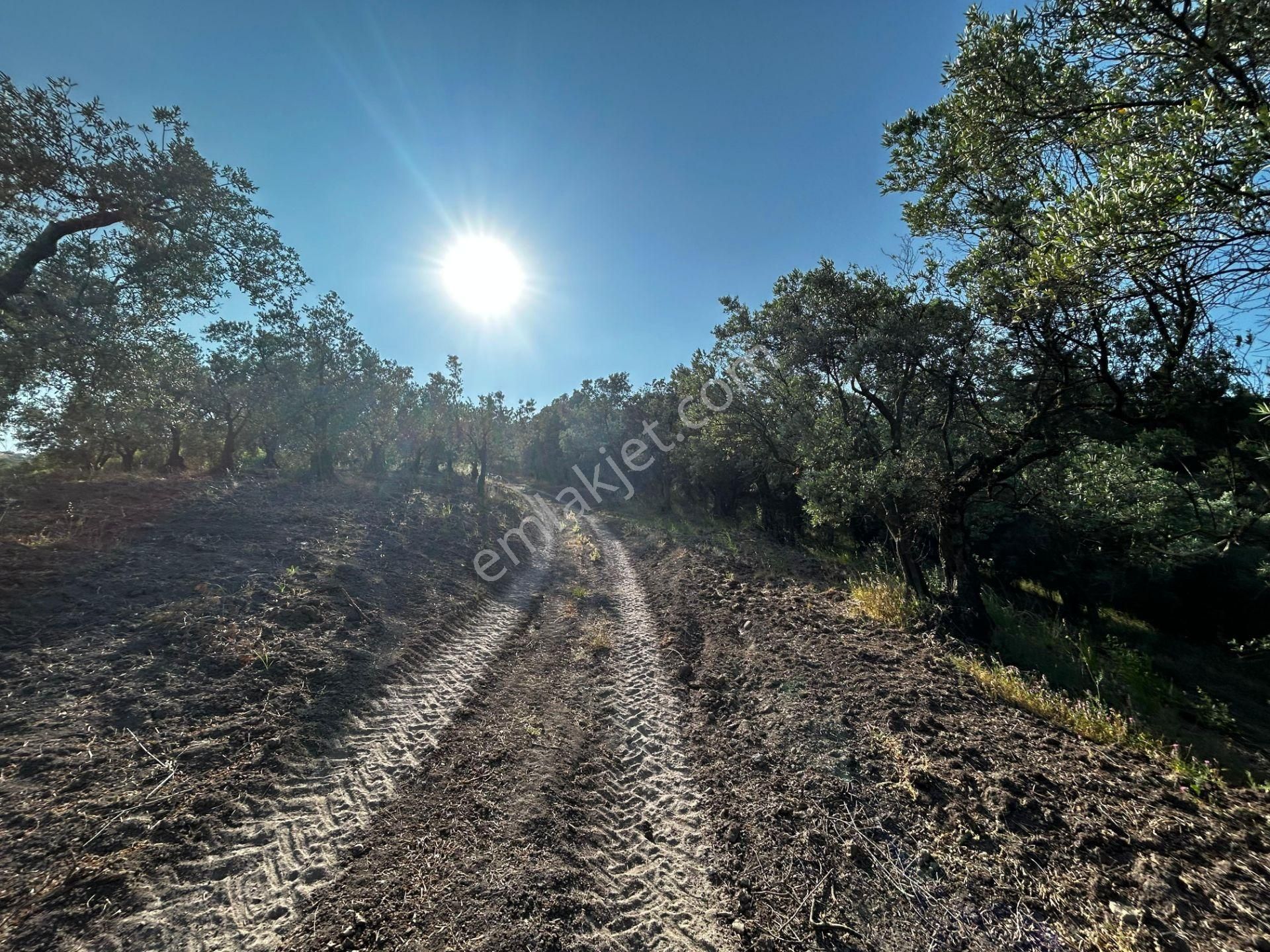 C21 Cius; Muratoba'da Kadastro Yola Cephe 983 M2 Zeytinlik - Görsel 12