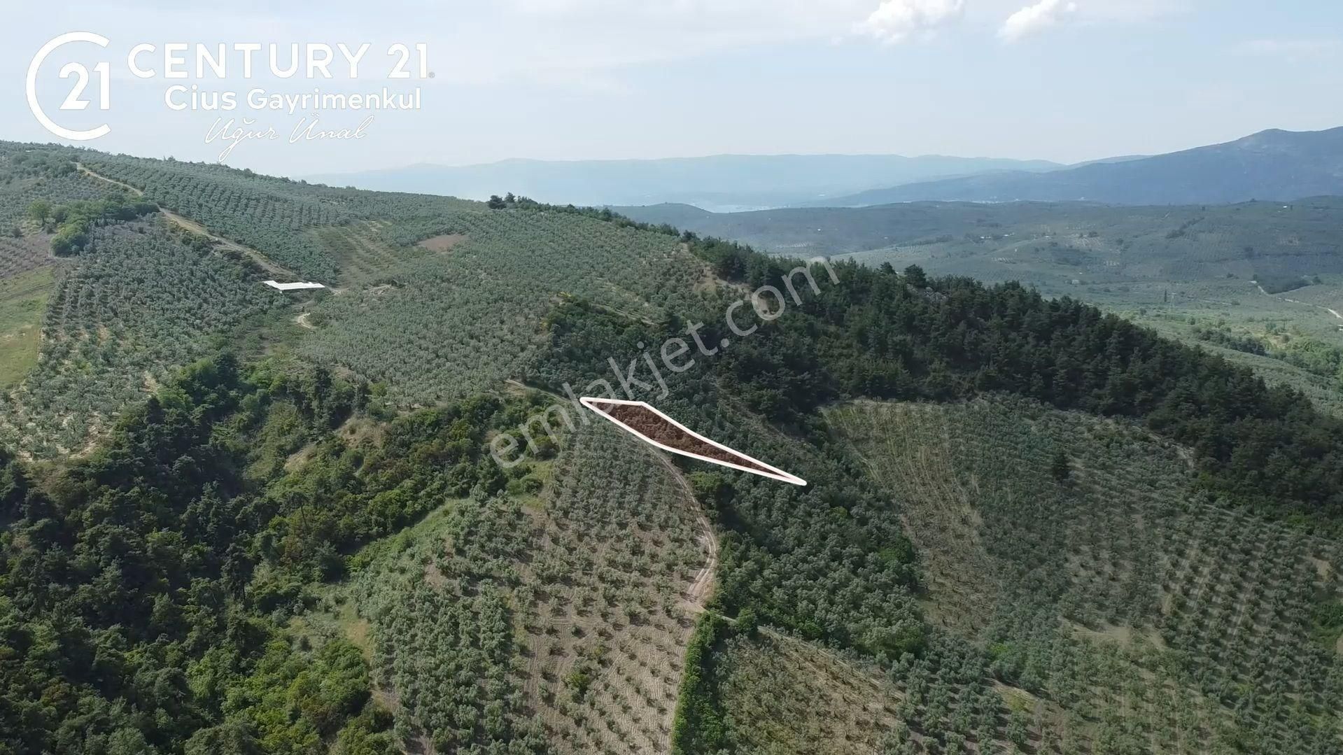 C21 Cius; Muratoba'da Kadastro Yola Cephe 983 M2 Zeytinlik - Görsel 3