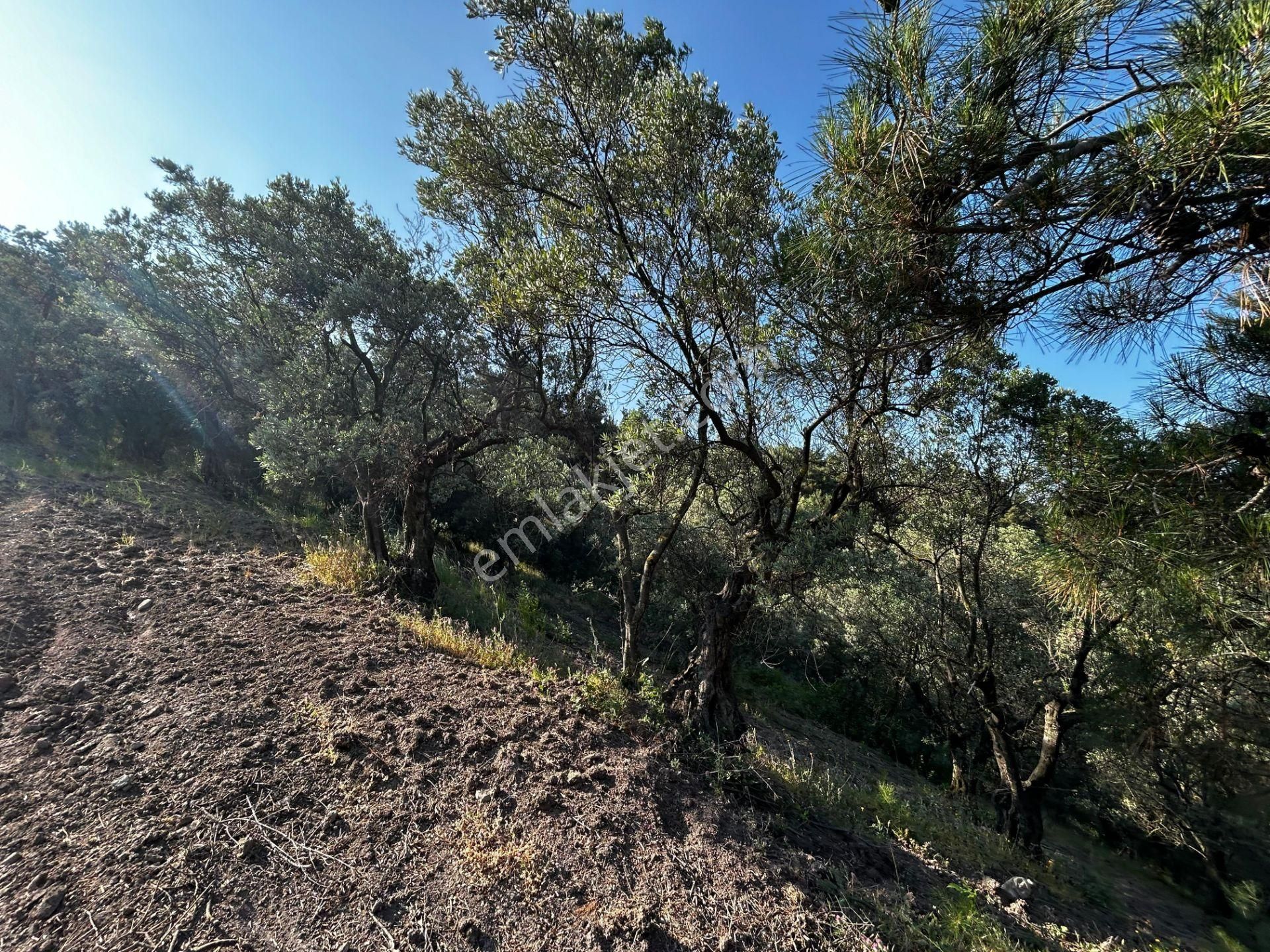 C21 Cius; Muratoba'da Kadastro Yola Cephe 983 M2 Zeytinlik - Görsel 5