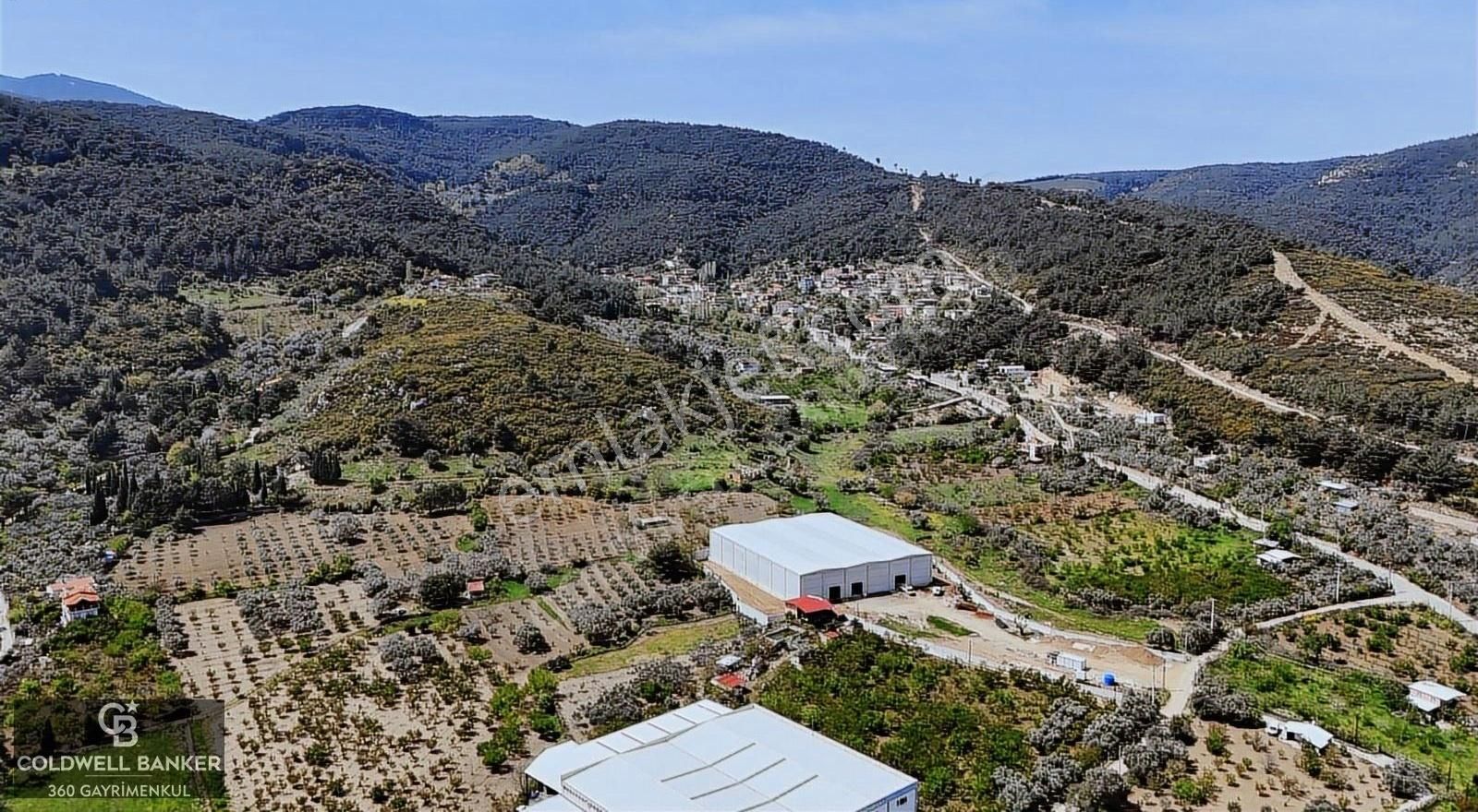 Kemalpaşa, Kızılüzüm Mah. Satılık Zeytinlik