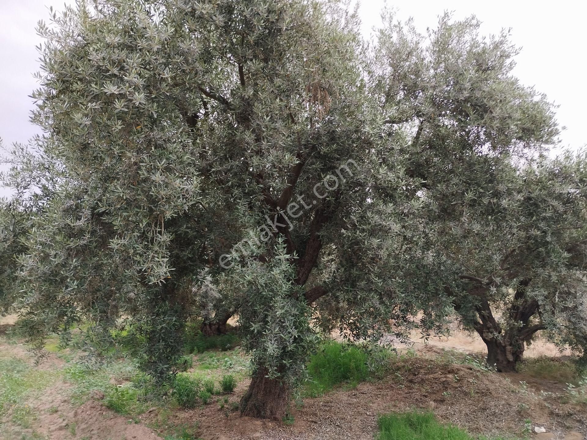 Aydın/kuyucak/çobanisa Mahallesi Orman Deposu Yanı Yetişkin Zeytin Bahçesi