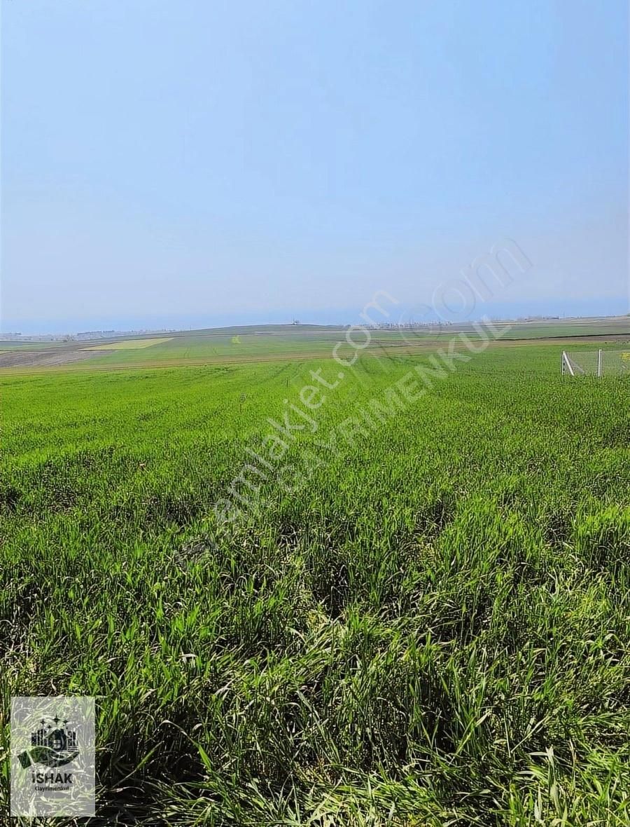 Tekirdağ Marmaraereğlisi Çeşmelide Tarladan Hisse