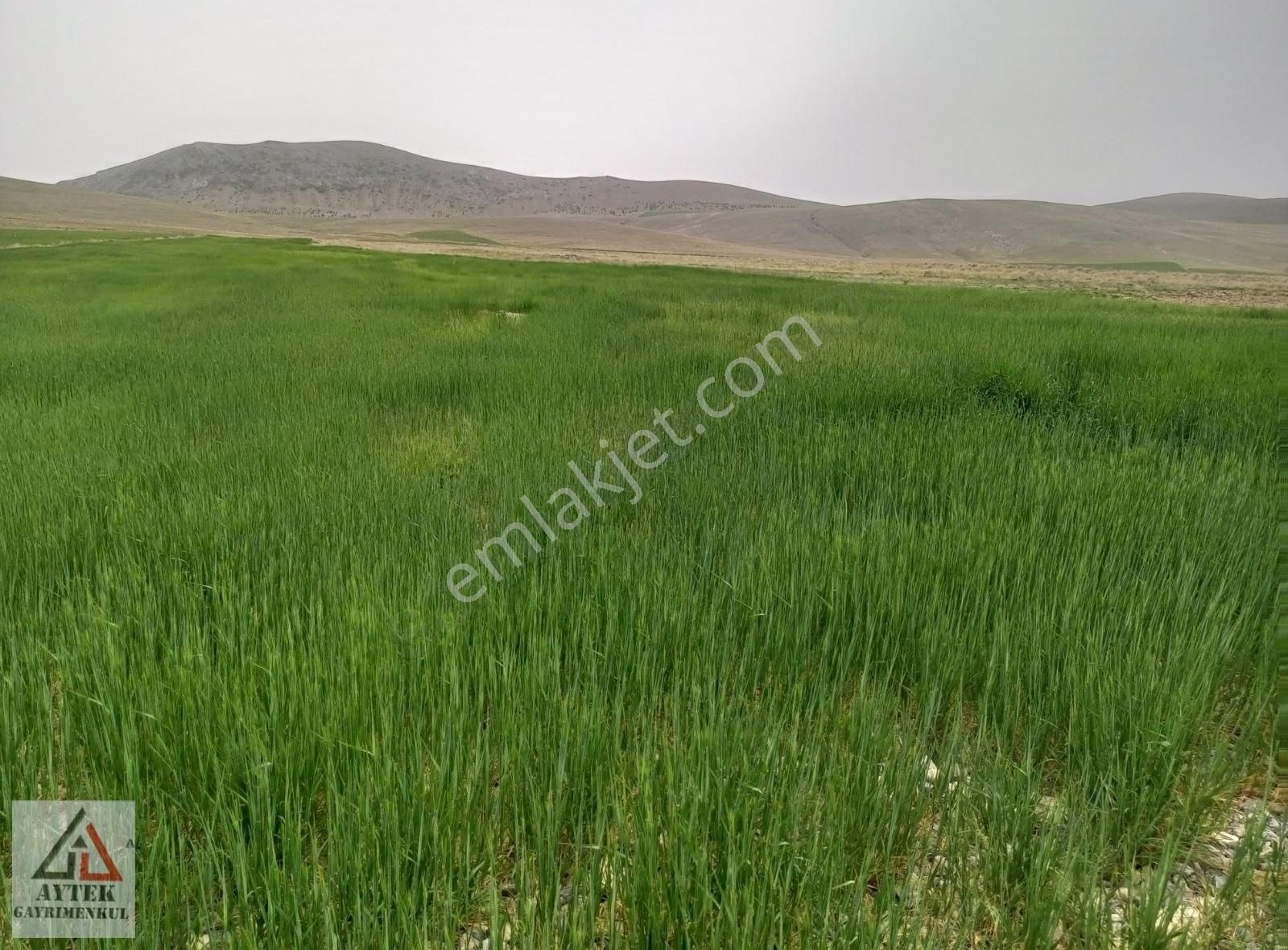 Afyon Sultandağı Cukurcak Köyünde Kelepir 10200 M2 Arsa. - Görsel 3