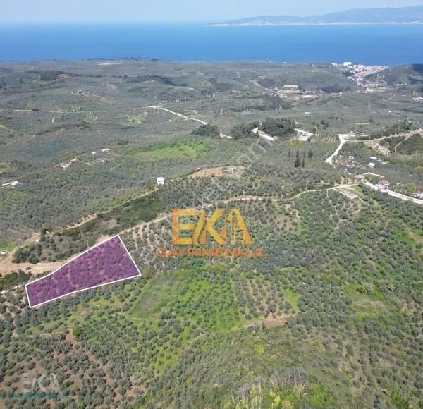 Eka Gayrımenkul Trilyede Satılık Tek Tapu Zeytinlik