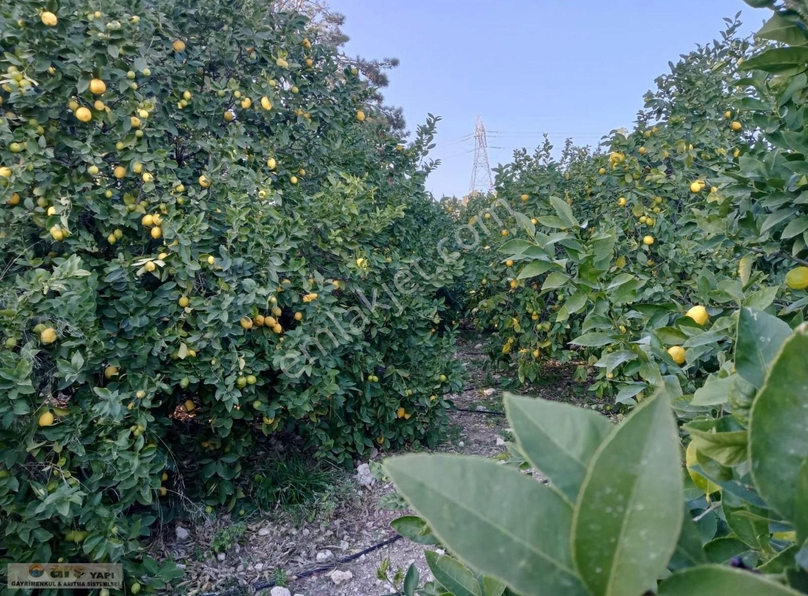 Mersin Elvanlı'da Yol Kenarı. 5 Dönüm Satılık Limon Bahçesi