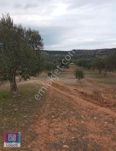 Bergama Kurfallıda 6.570 M2 Satılık Zeytinlik