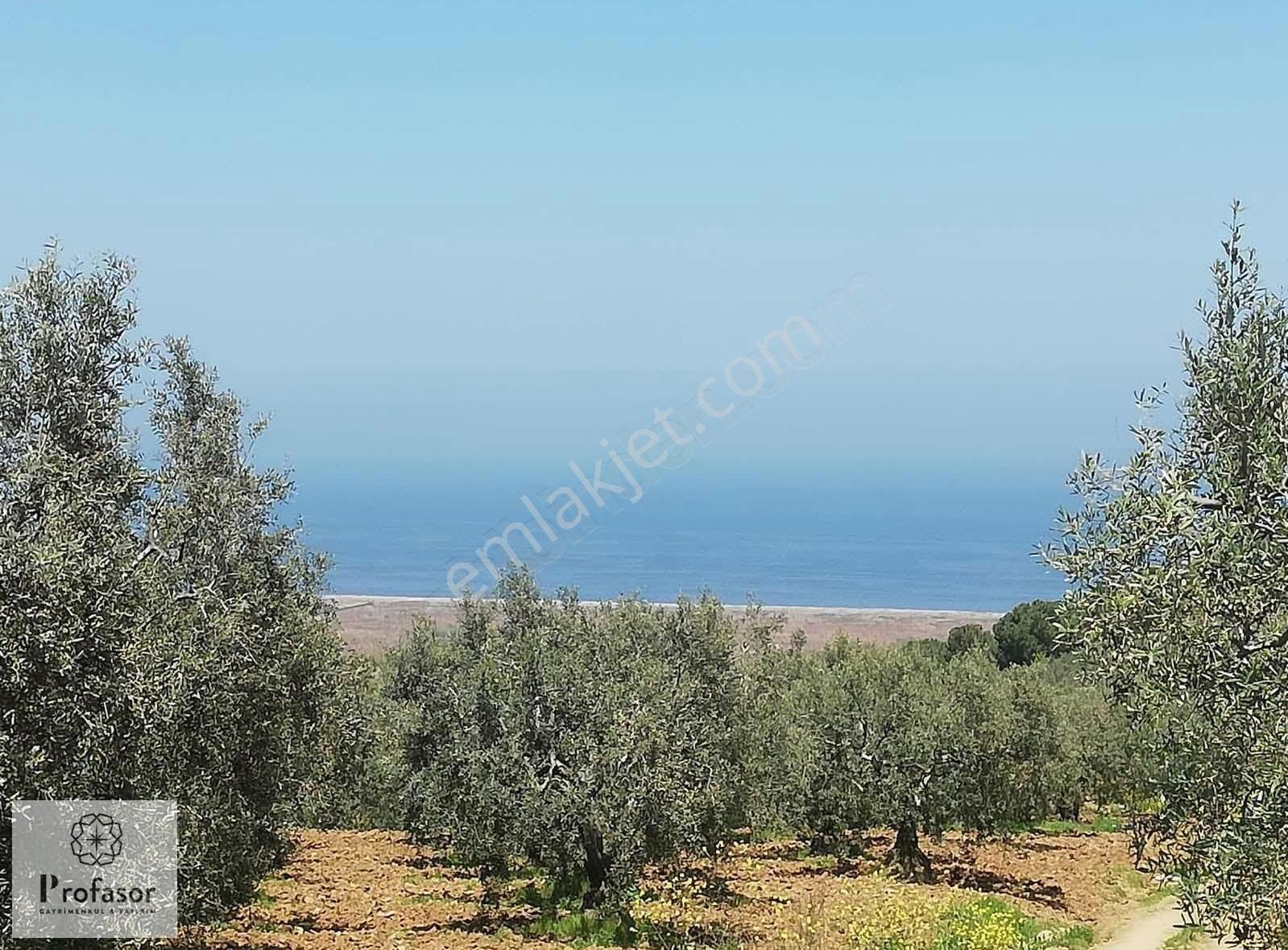 Mudanya Mesudiyede Deniz Manzaralı 2715m2 Satılık Zeytinlik