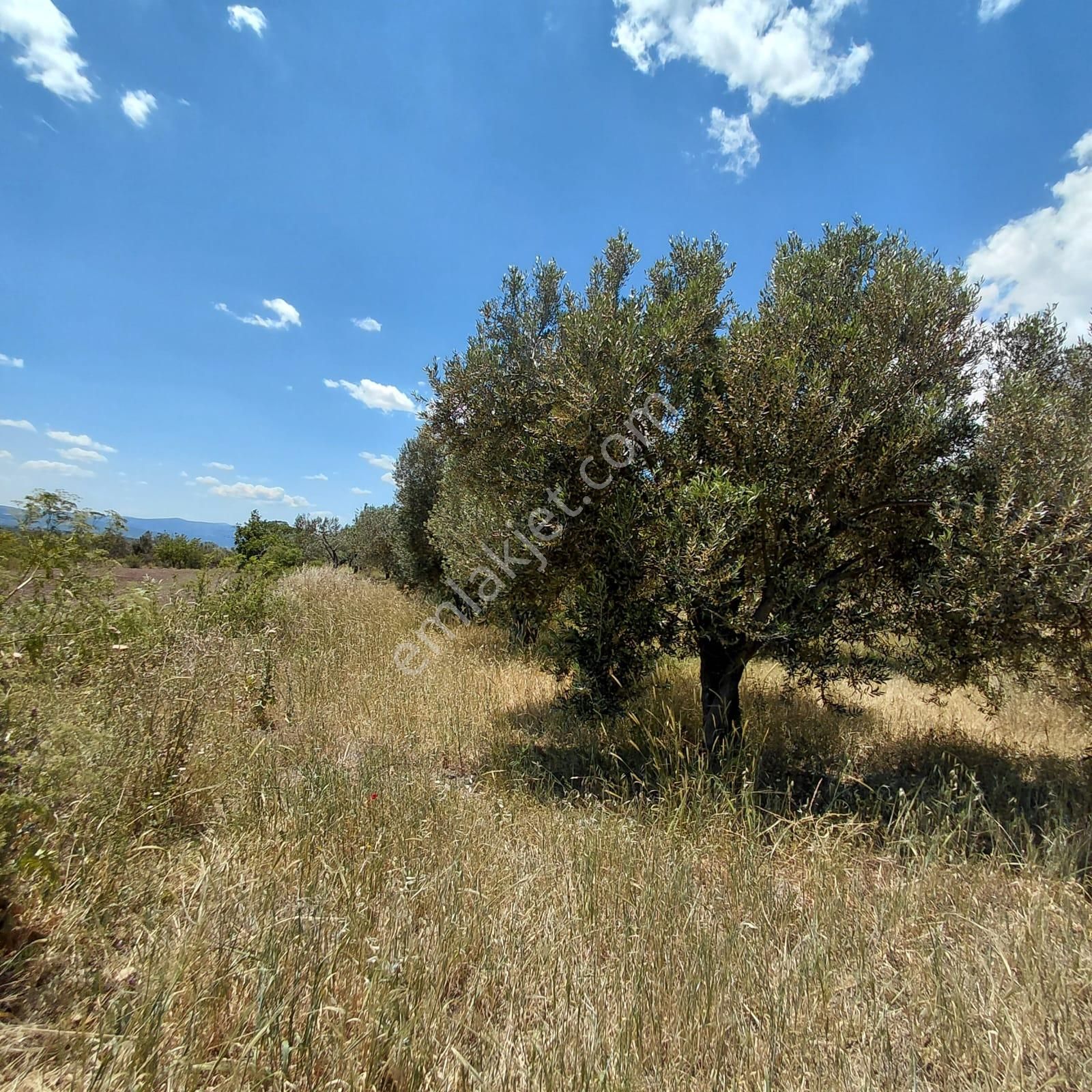 Bergama Sarıcalarda Yolu Olan Satılık Zeytinlik