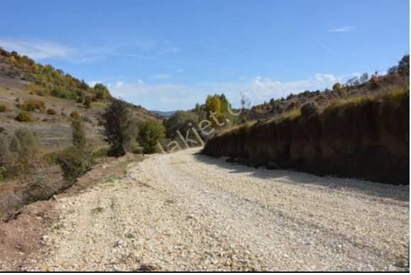 Durnalık - Şehitkamil Köyünde Satılık Yatırımlık Fıstıklık