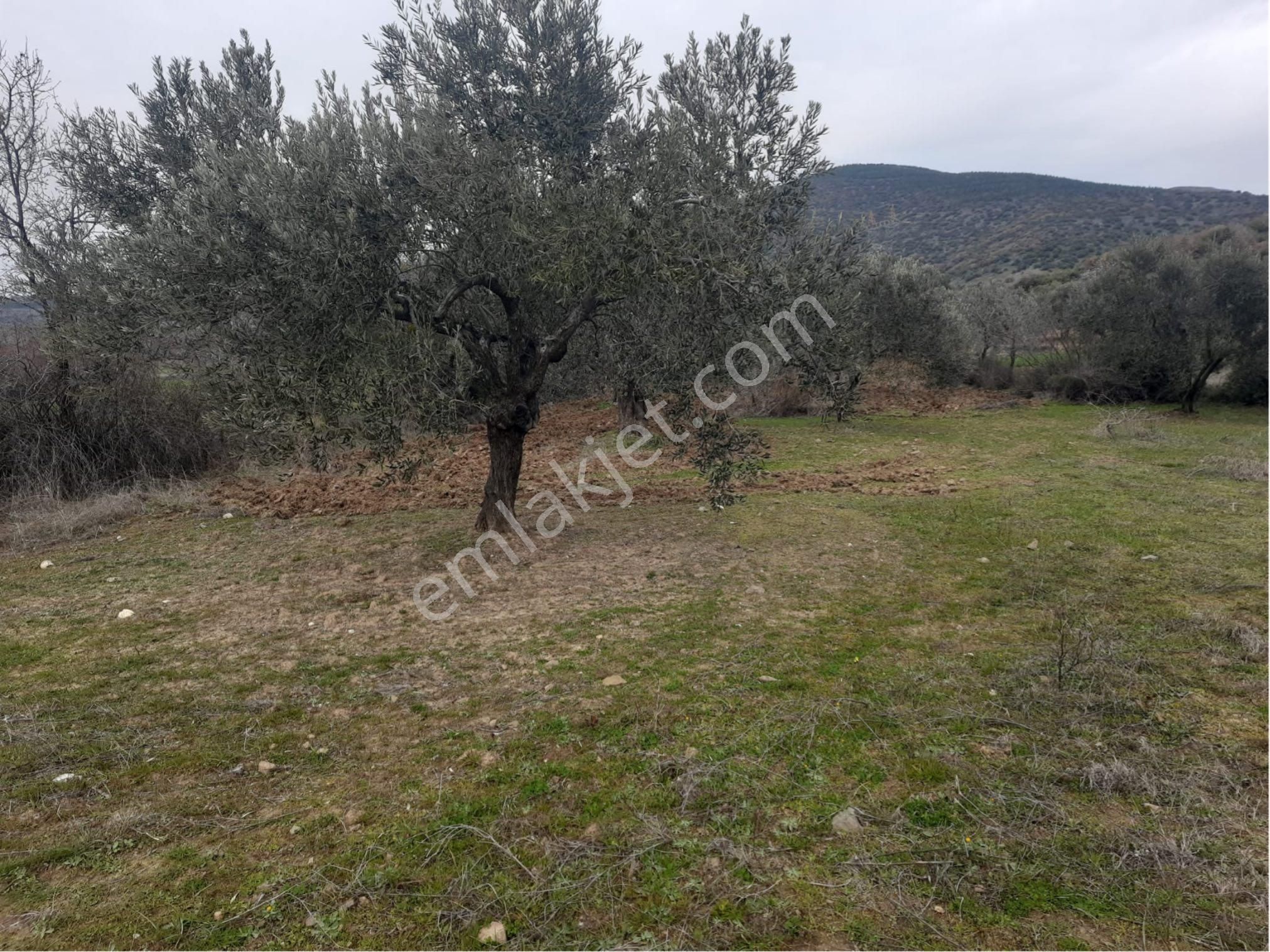 Manisa Soma Güvenler Emlaktan Evciler Mevkii 920 M2 Satılık Hobi Bahçesi
