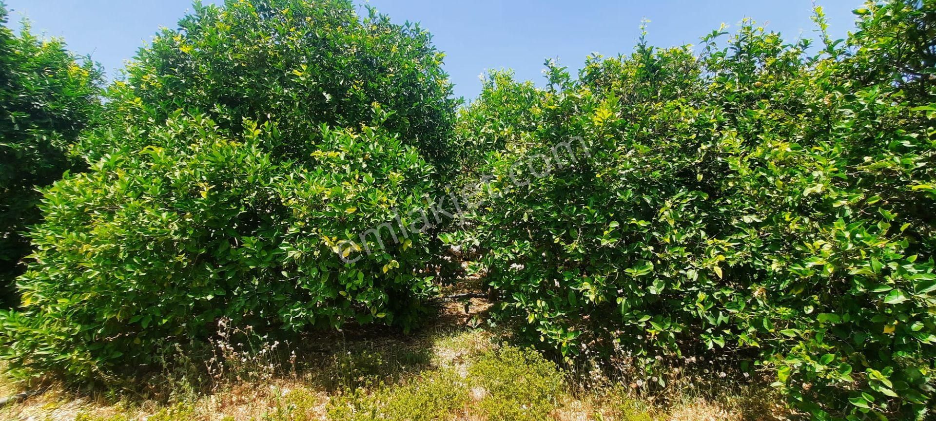 Erdemli Tırtar Bahçecik De Bakımlı Yol Cepheli Deniz Manzaralı Satılık Limon Bahçesi - Görsel 16