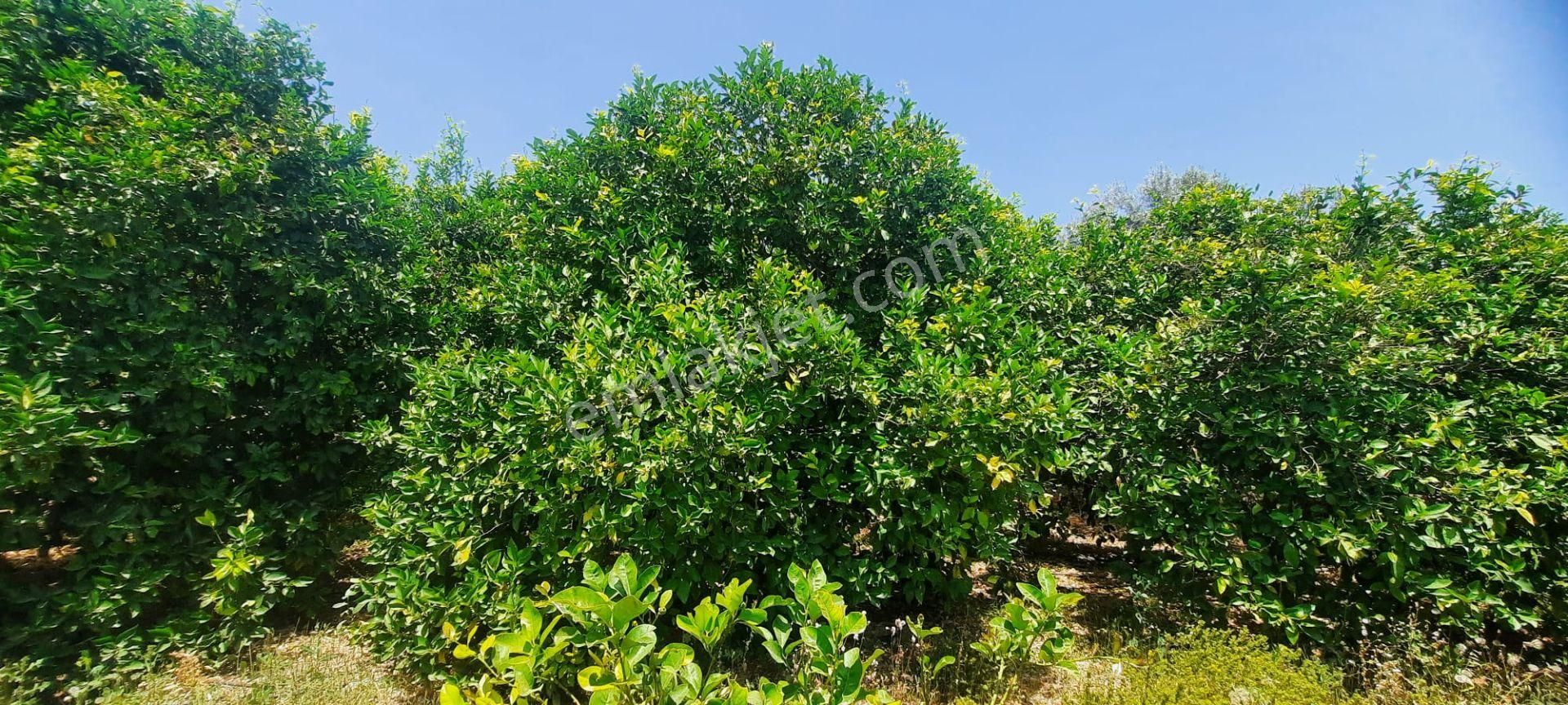 Erdemli Tırtar Bahçecik De Bakımlı Yol Cepheli Deniz Manzaralı Satılık Limon Bahçesi - Görsel 17