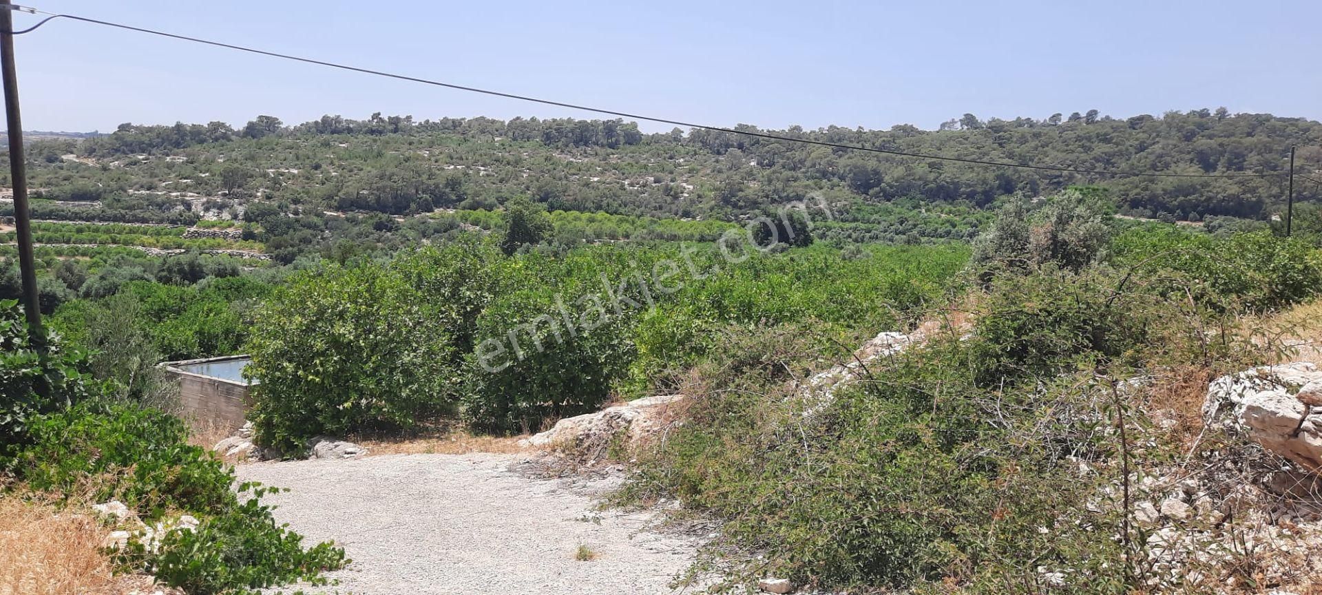 Erdemli Tırtar Bahçecik De Bakımlı Yol Cepheli Deniz Manzaralı Satılık Limon Bahçesi - Görsel 20
