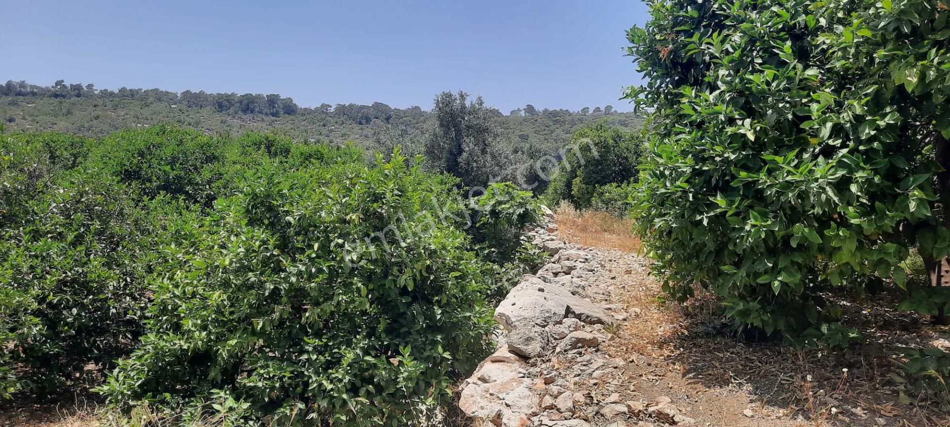 Erdemli Tırtar Bahçecik De Bakımlı Yol Cepheli Deniz Manzaralı Satılık Limon Bahçesi - Görsel 19