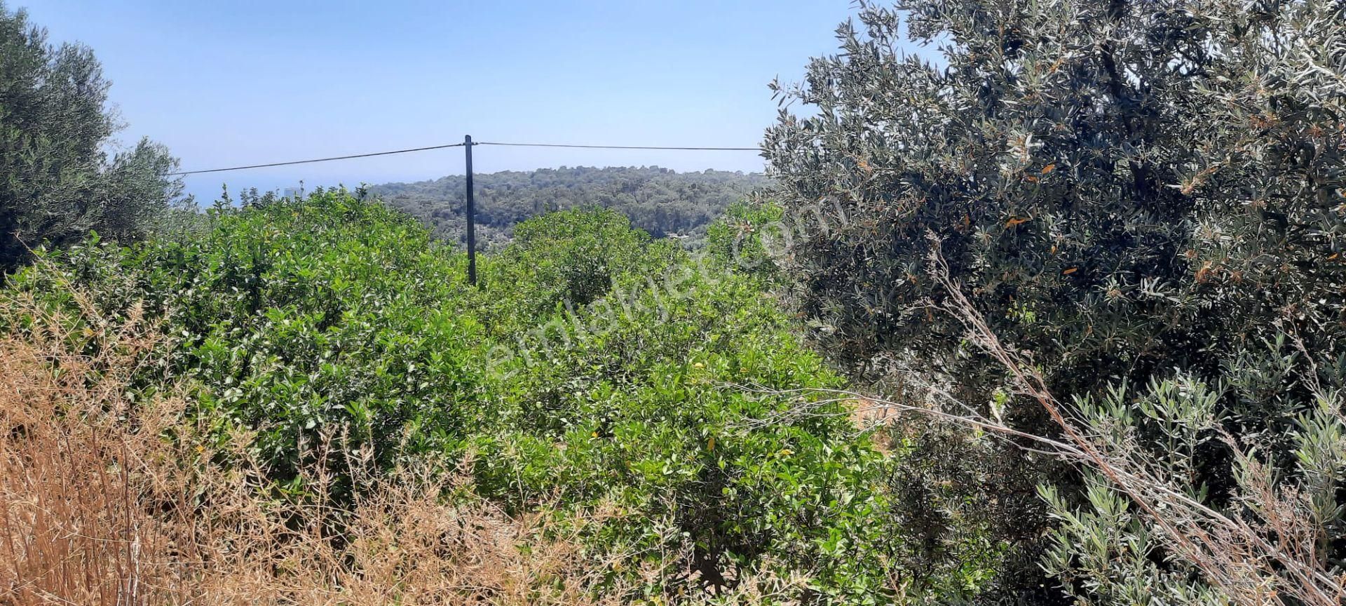 Erdemli Tırtar Bahçecik De Bakımlı Yol Cepheli Deniz Manzaralı Satılık Limon Bahçesi - Görsel 25