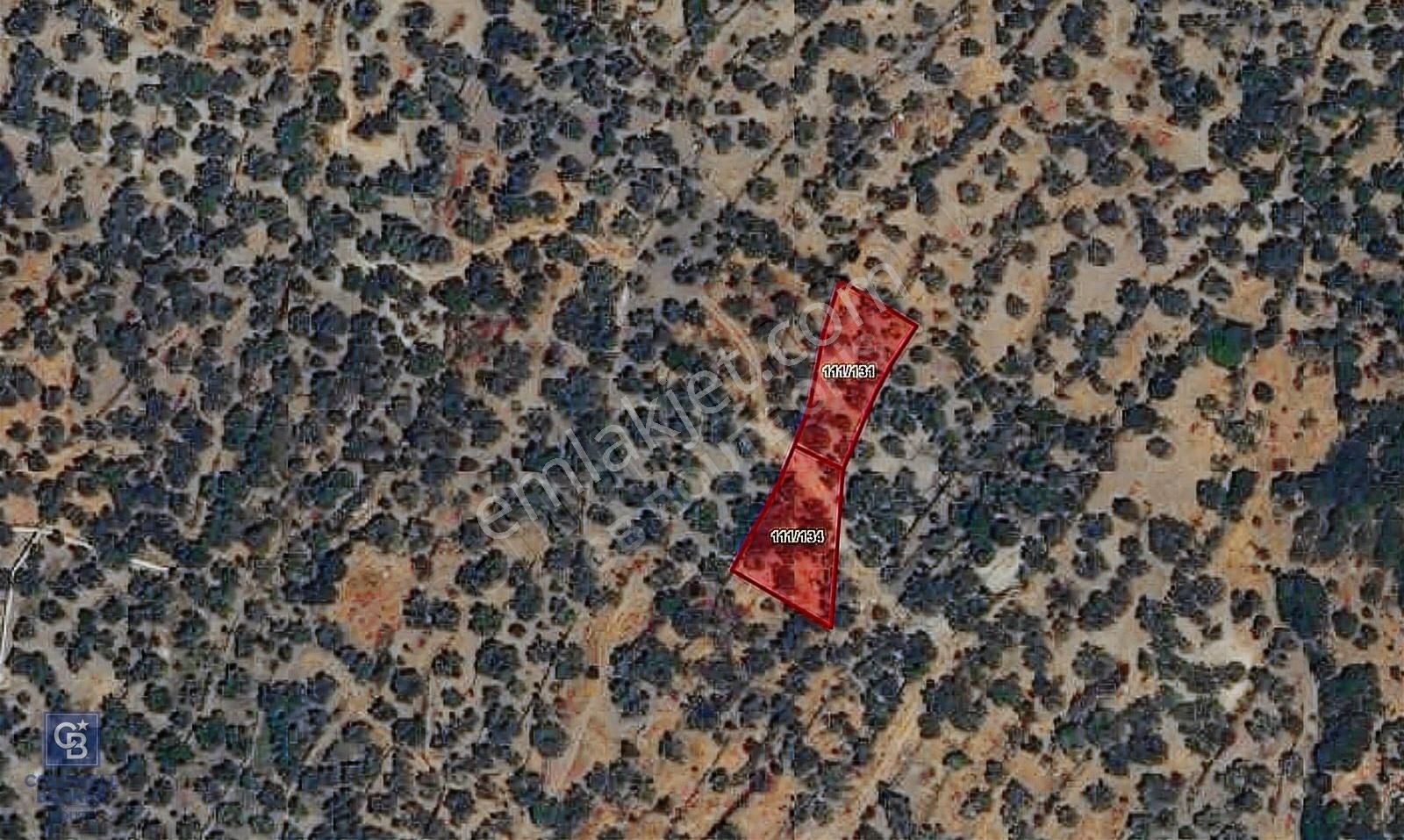 Coldwell Banker Route'tan Dikili Yahşibeyde Yatırımlık Zeytinlik - Görsel 2