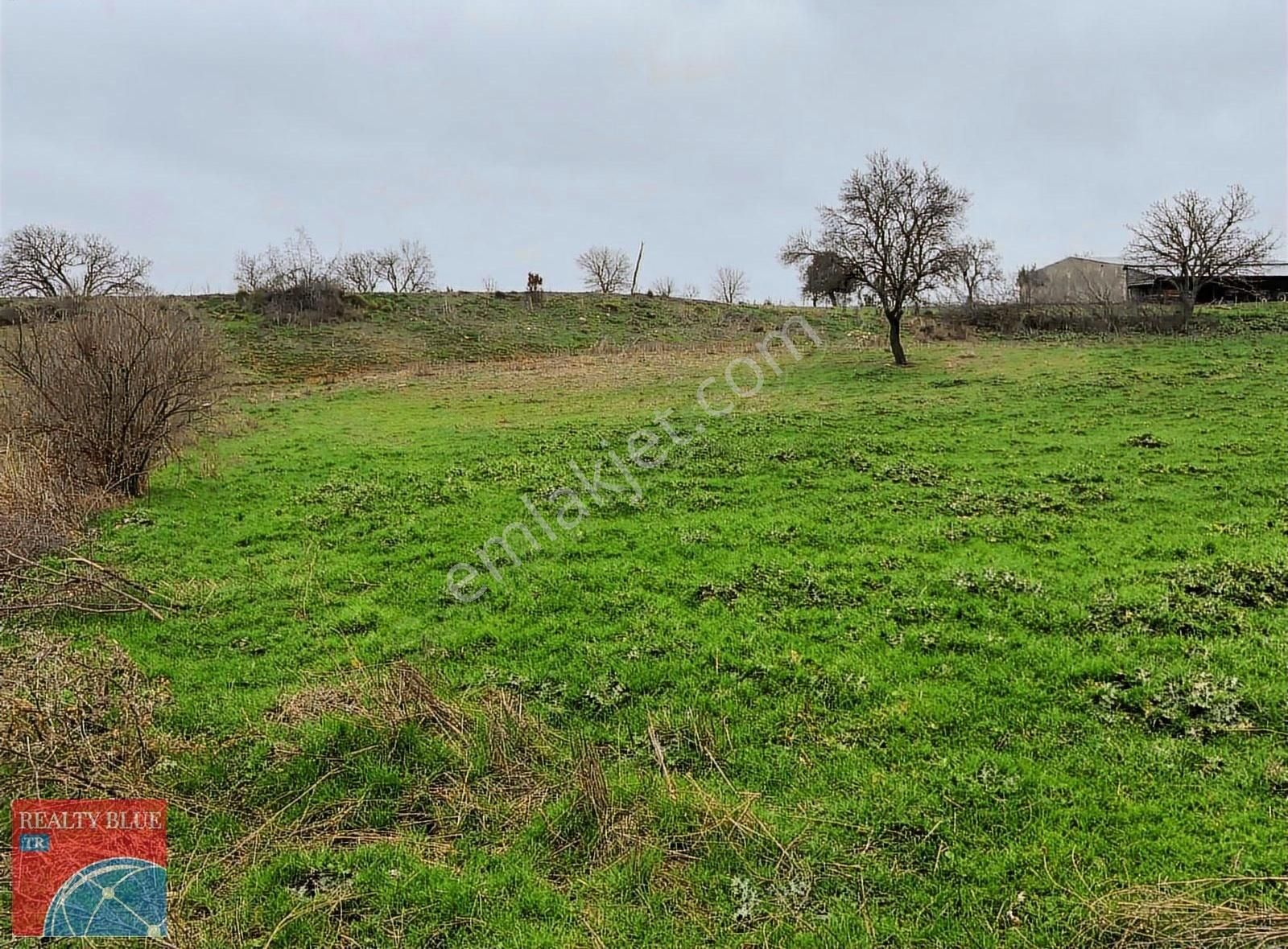 Bayramiç Zeytinli'de Köyiçi 1.265m2 İmarlı Satılık 3 Parsel Arsa