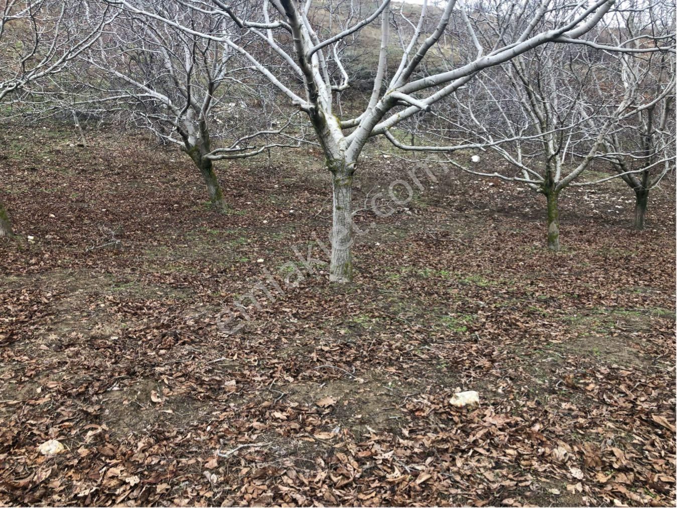 Tire Dağdere Satılık Ceviz Bahçesi - Görsel 7