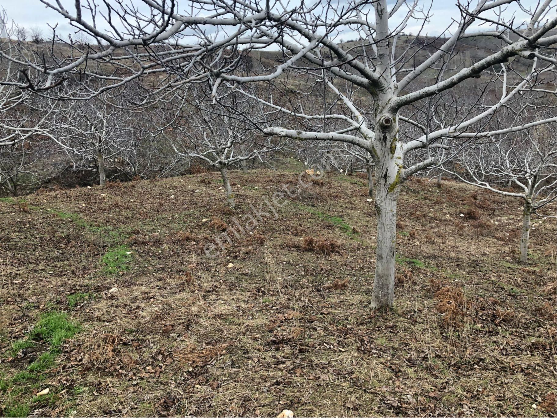 Tire Dağdere Satılık Ceviz Bahçesi - Görsel 6