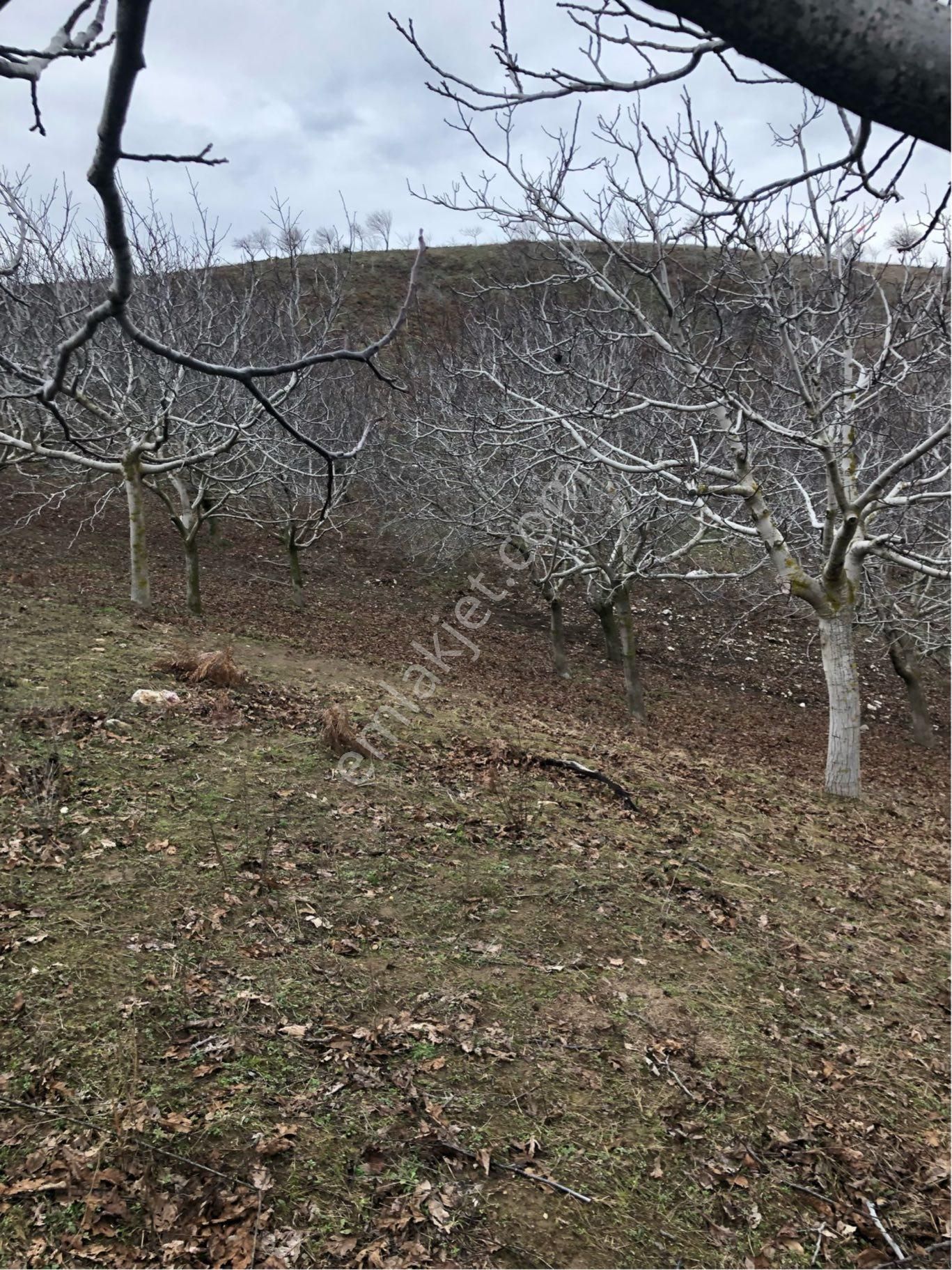 Tire Dağdere Satılık Ceviz Bahçesi - Görsel 3