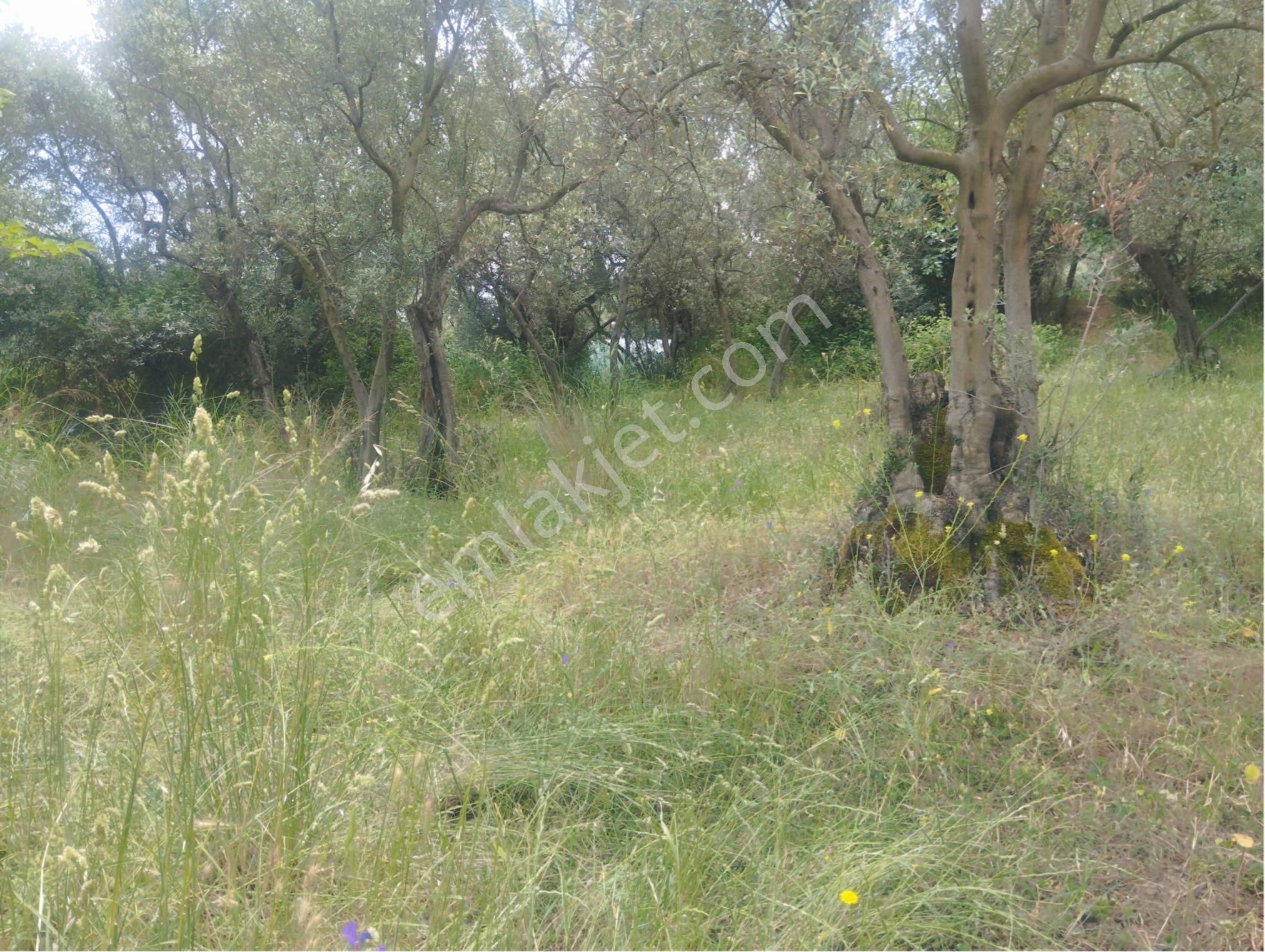 Gedelek Köyünde Köye Çok Yakın Konumda 317 M2 Zeytinlik
