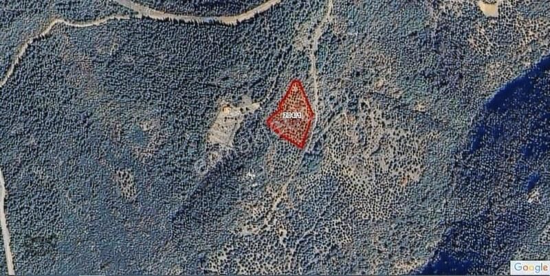 New/wit; Osmangazi Avdancık Köyü Satılık Fırsat Zeytinlik