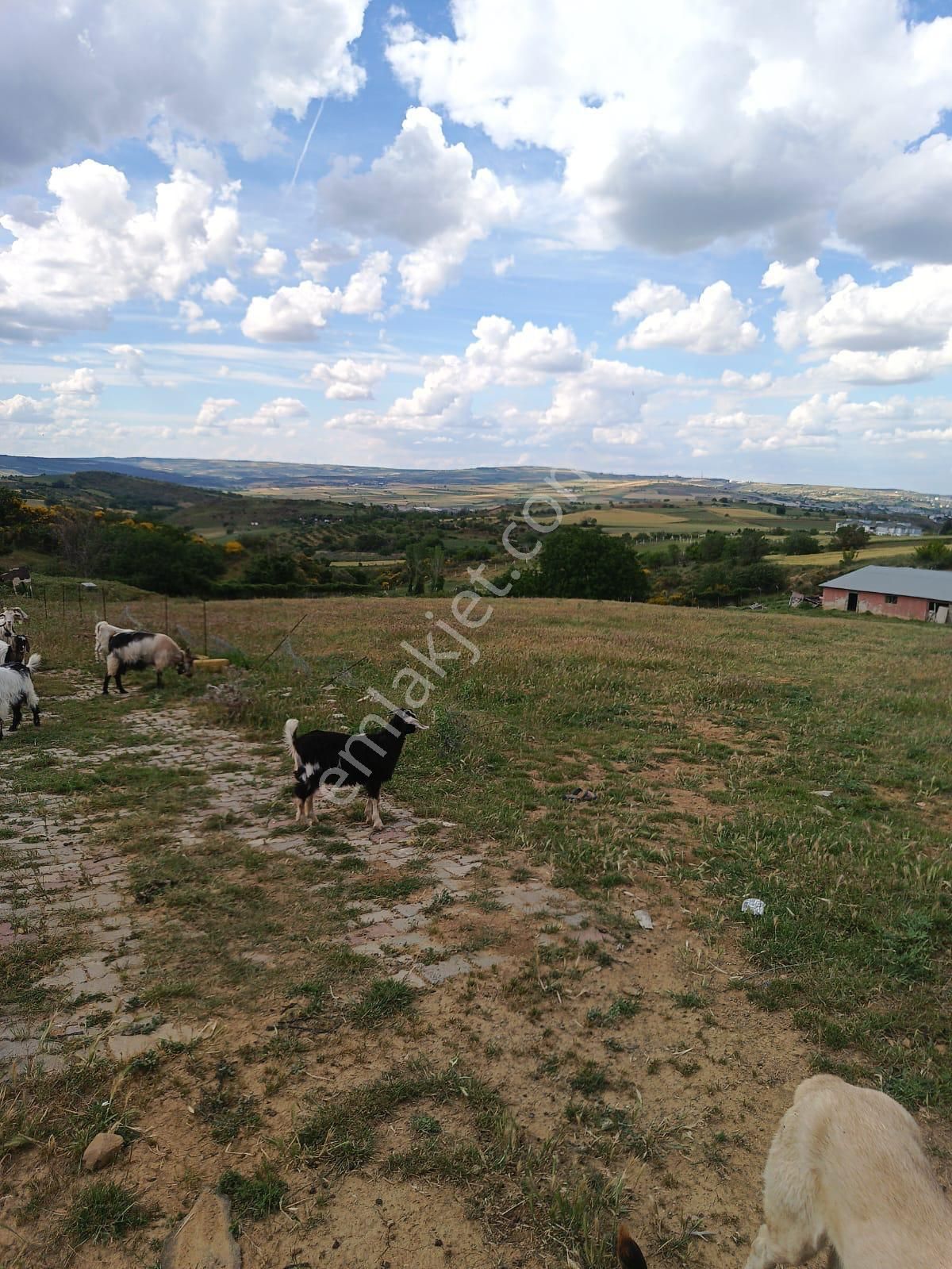 Tekirdağ Süleymanpaşa Kumbağ Mah. Yerleşim Yerine 500 M Mesafede 2150 M2 Acil Satılık Tarla