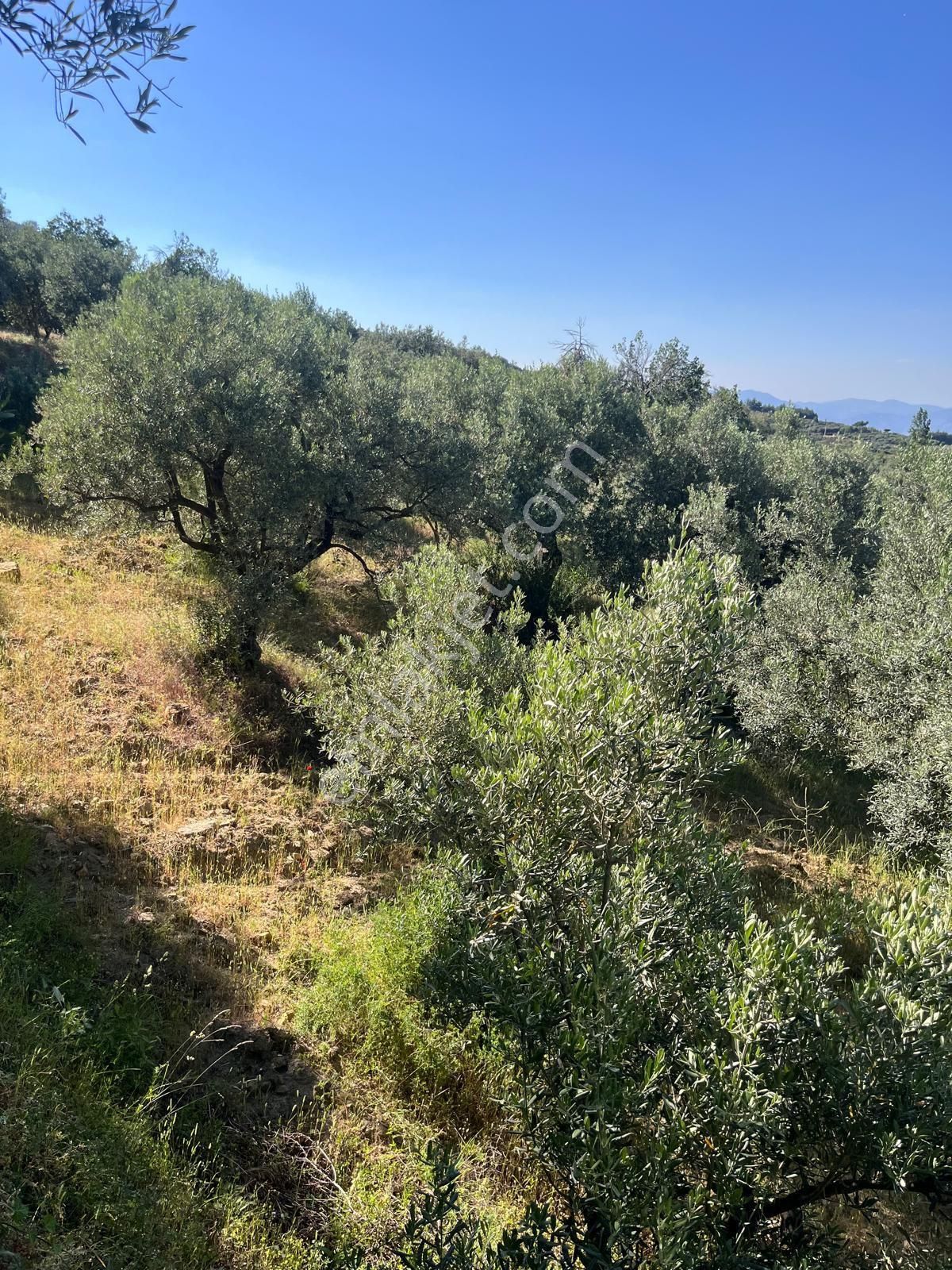Karacasu Merkezde Zeytinlik
