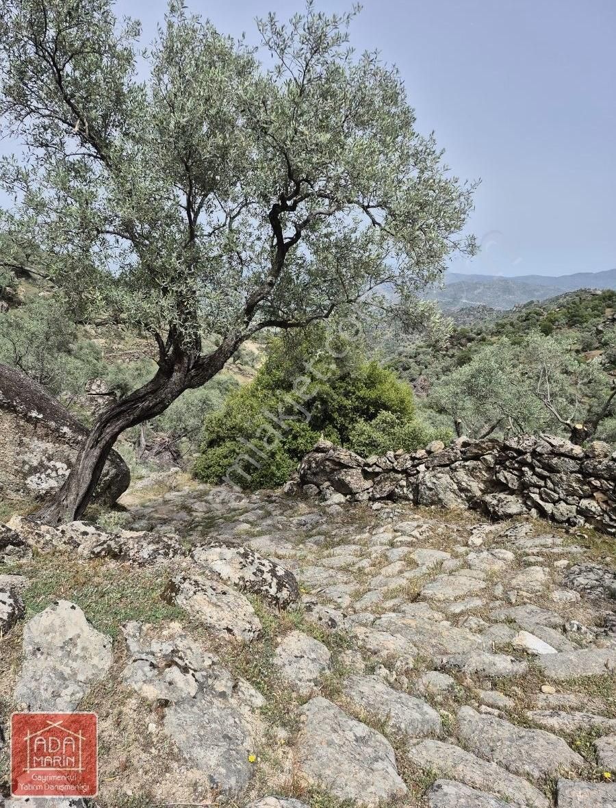 Aydın Karpuzlu'da Püfür Püfür Zeytinlik