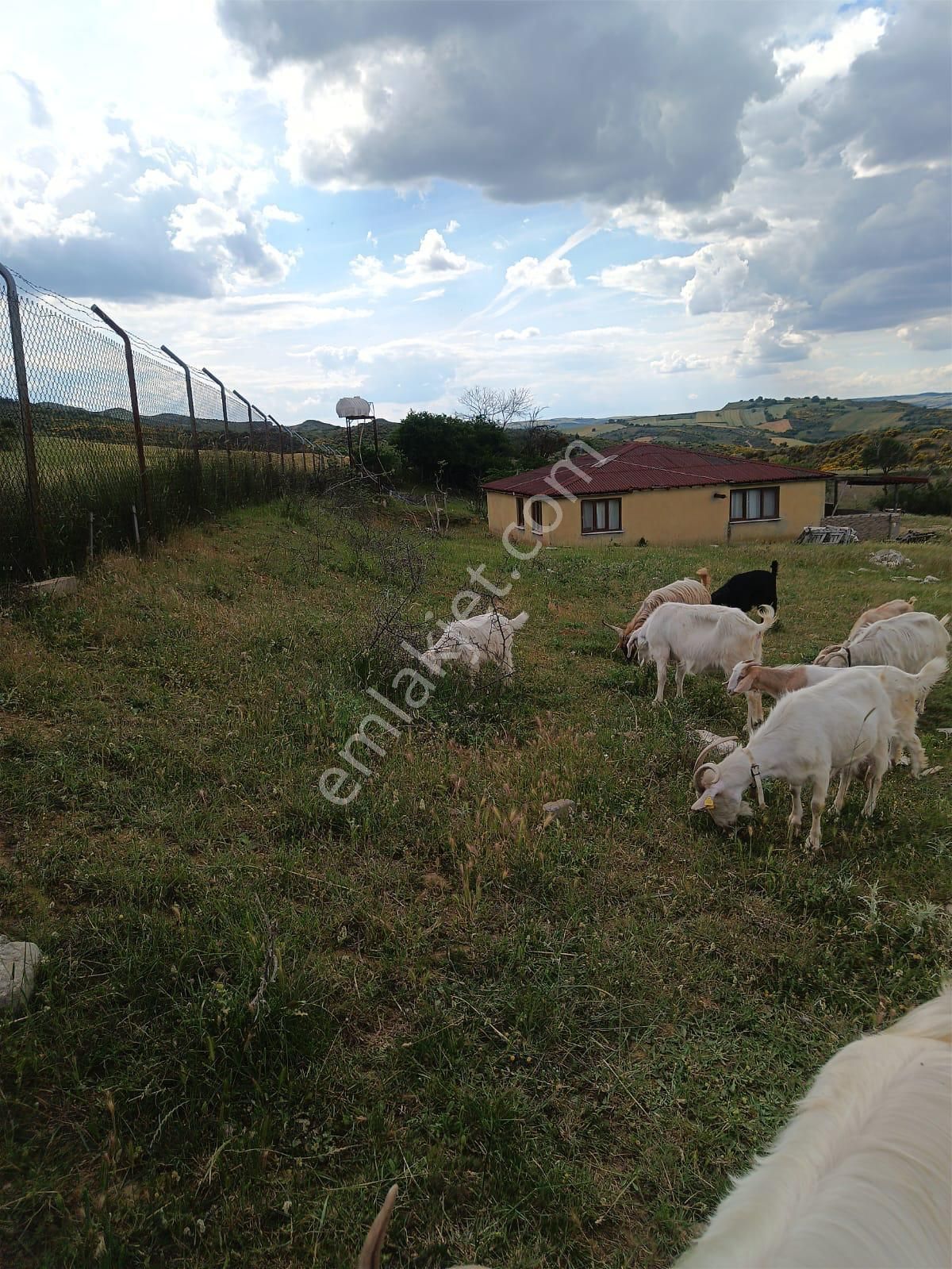 Tekirdağ Süleymanpaşa Kumbağ Mah. Yerleşim Yerine 500 M Mesafede, 10650 M2 Satılık Çiftlik
