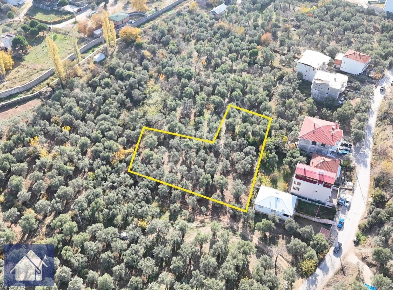 *fıstıklı Köyünde*1427 M2*düz Ve Eğimsiz*zeytinlik