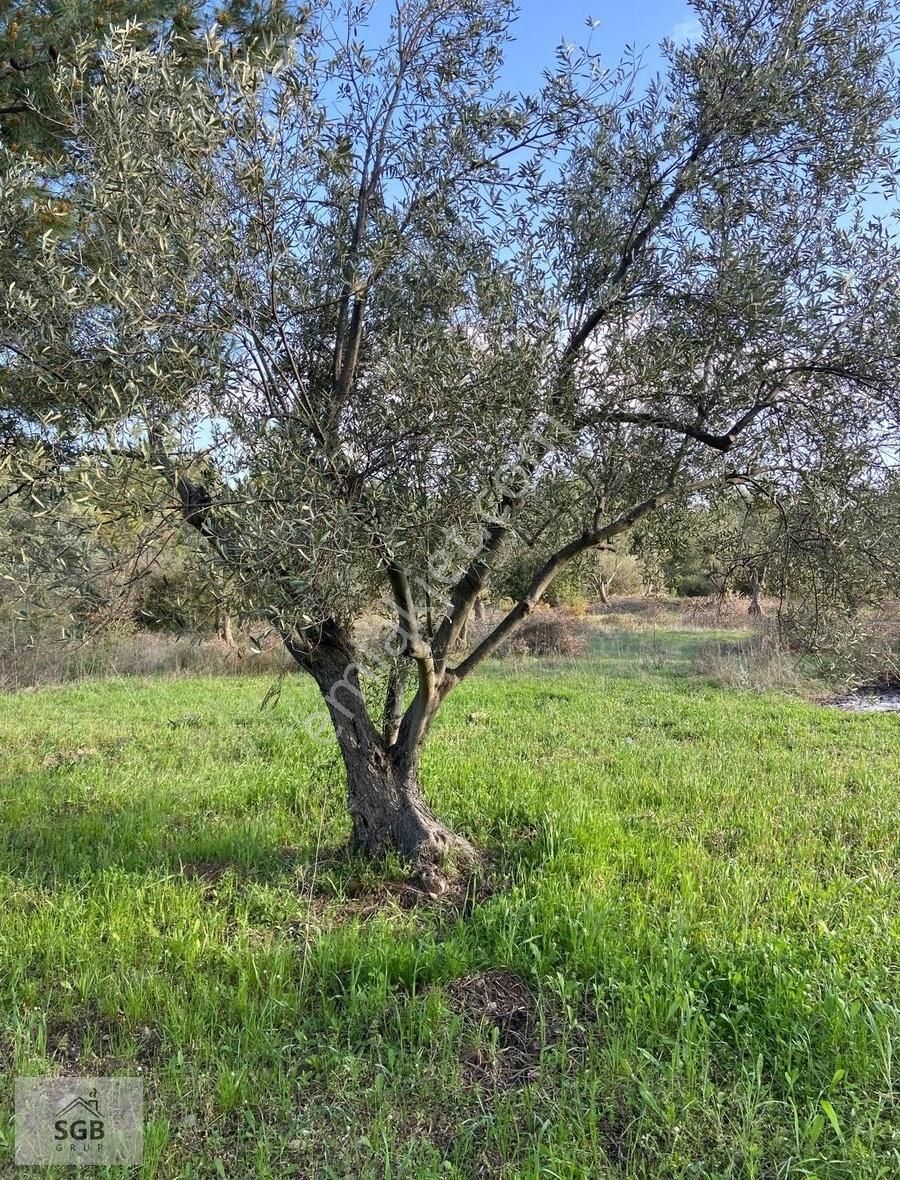 Kemallı Köyünde Satılık Zeytinlik
