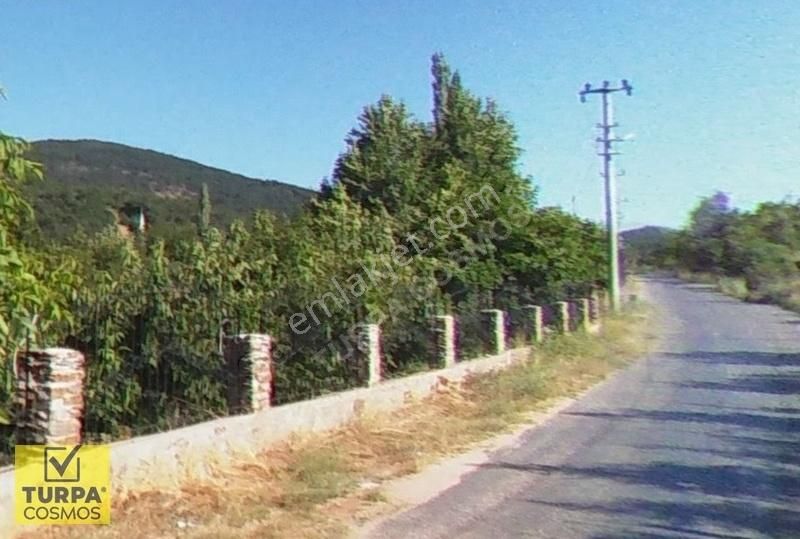 Bayındır Alankıyı Mevkii 1 Dönüm Tek Tapu Yolkenarı Cevizbahçesi