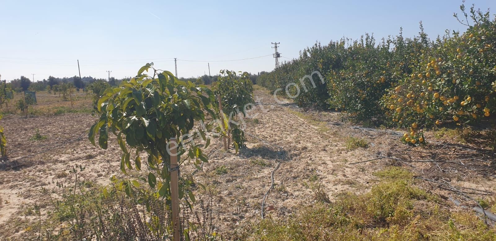 Silife Esenbelde Satılık 2tapu Avakado Ve Limon Bahçesi