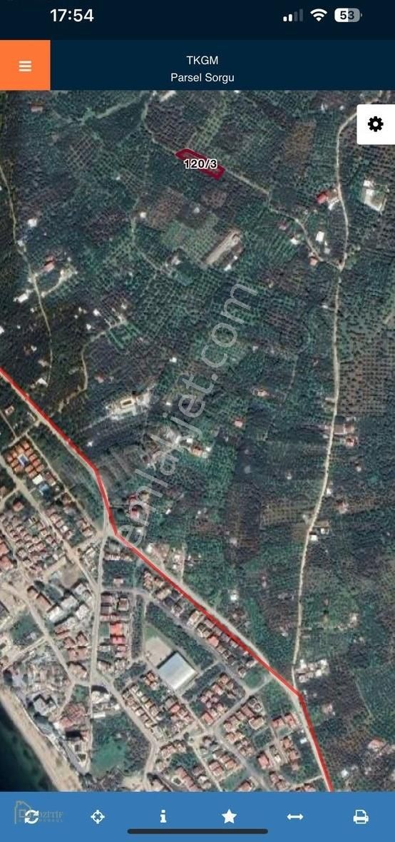 Pozitif'ten Kaminya'da Apostolun Dibinde Yol Kenarı Zeytinlik